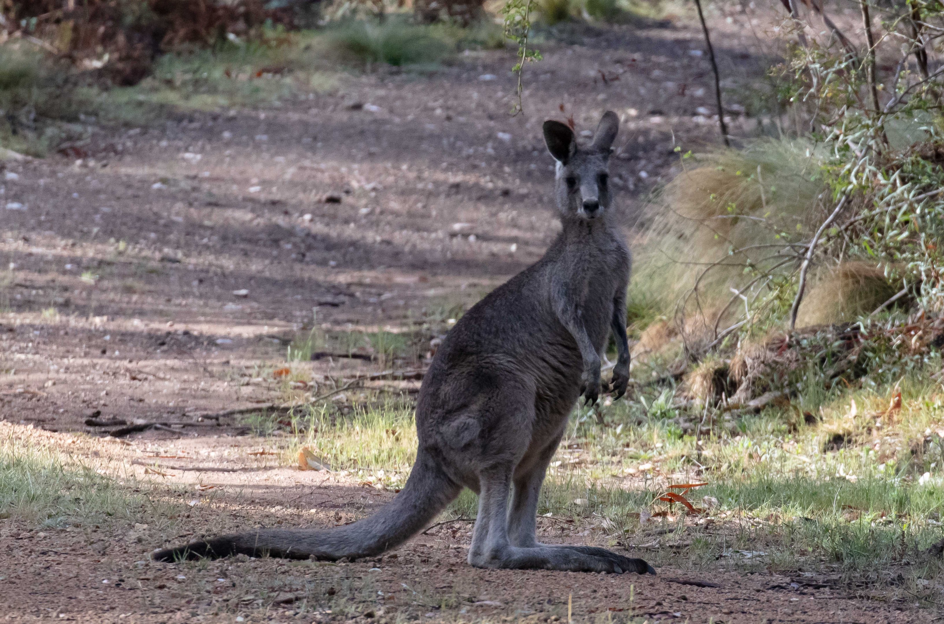 Eastern Grey Kangaroo