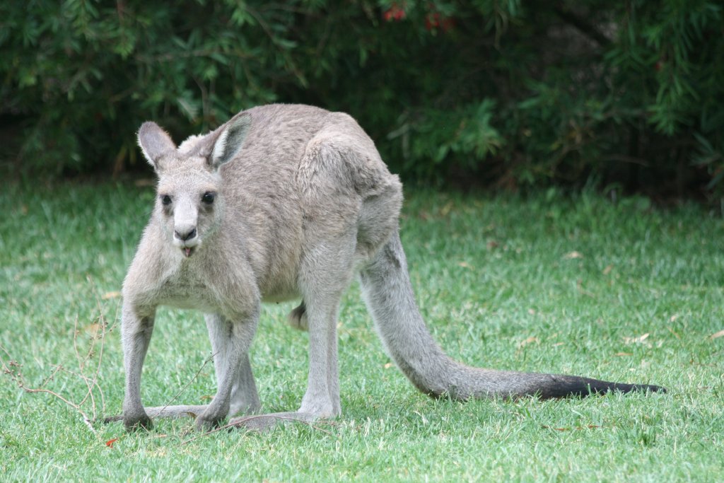 Eastern Grey Kangaroo