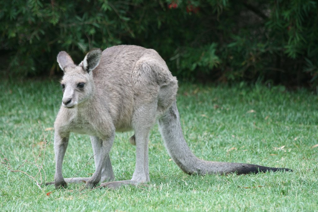 Eastern Grey Kangaroo