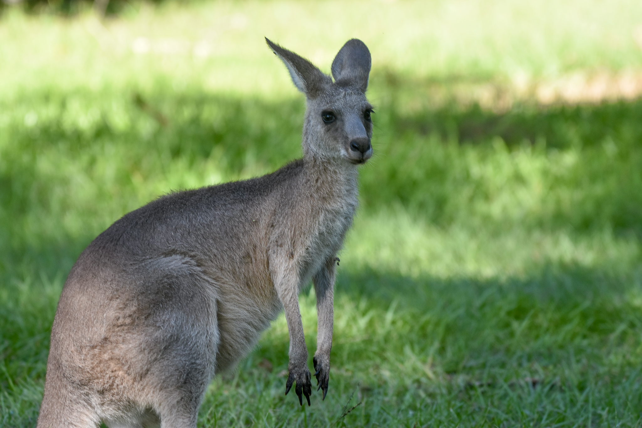 Eastern Grey Kangaroo
