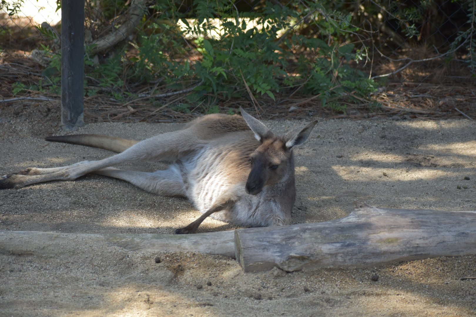 Eastern Grey Kangaroo