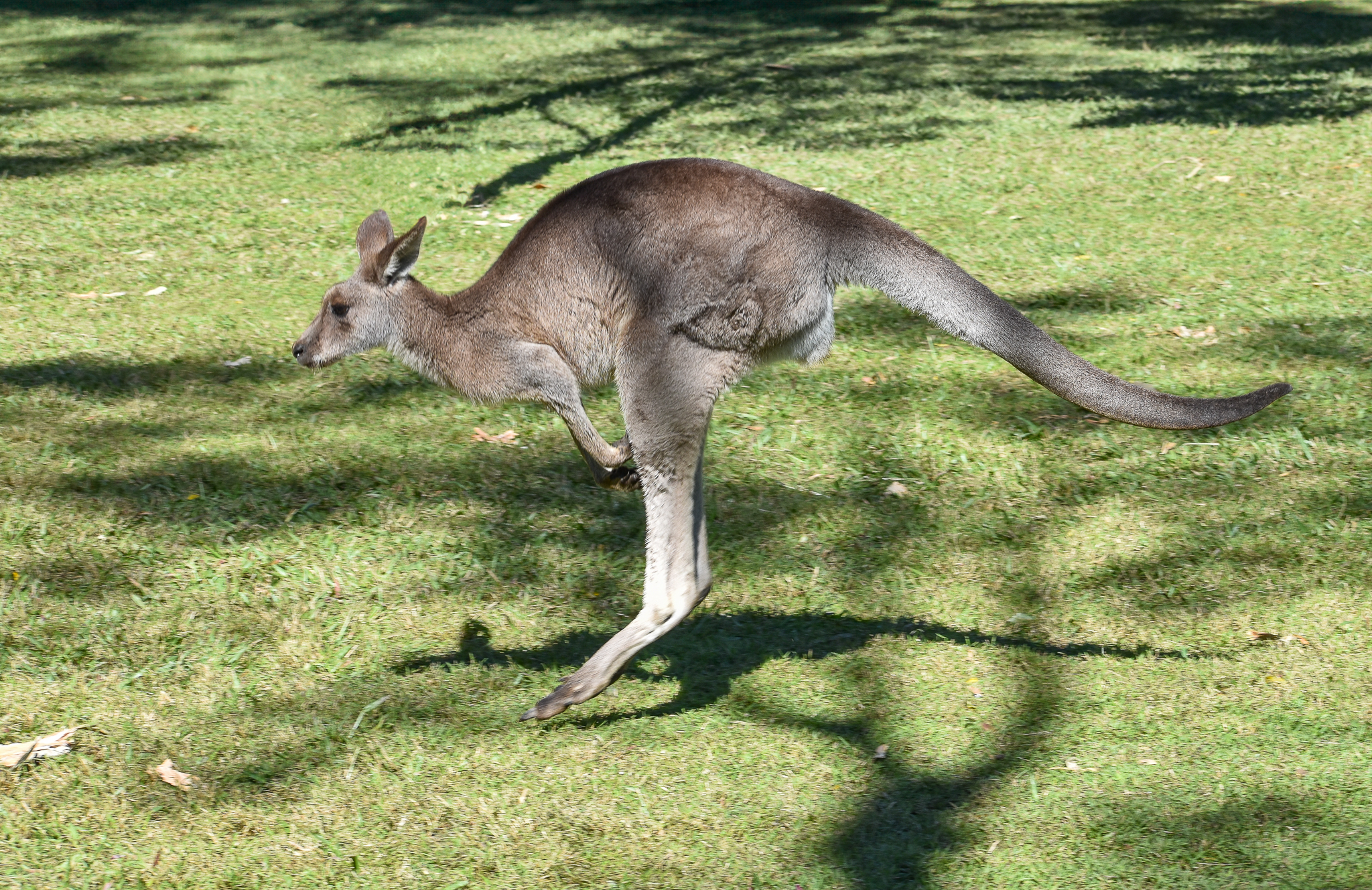 Eastern Grey Kangaroo