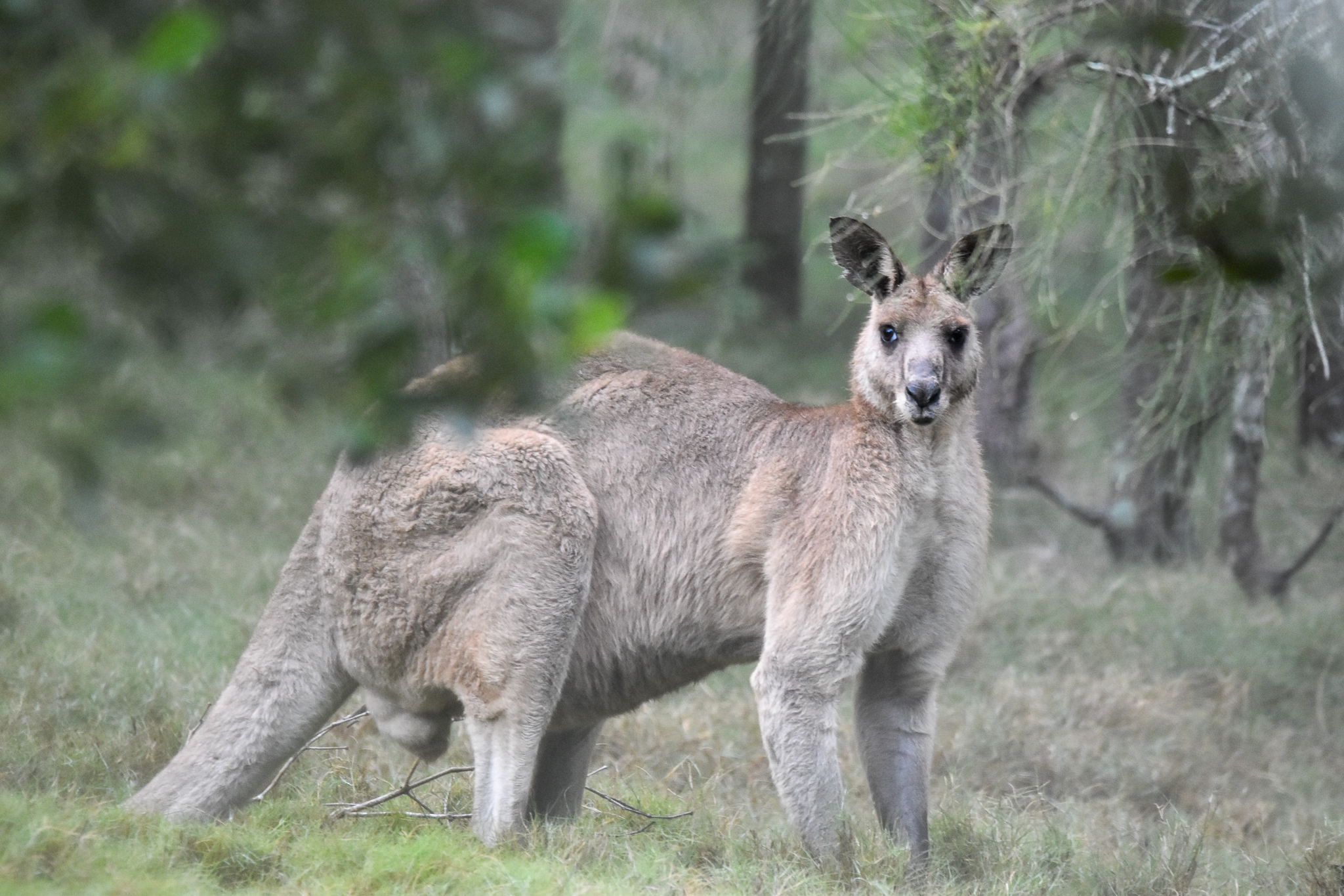 Eastern Grey Kangaroo