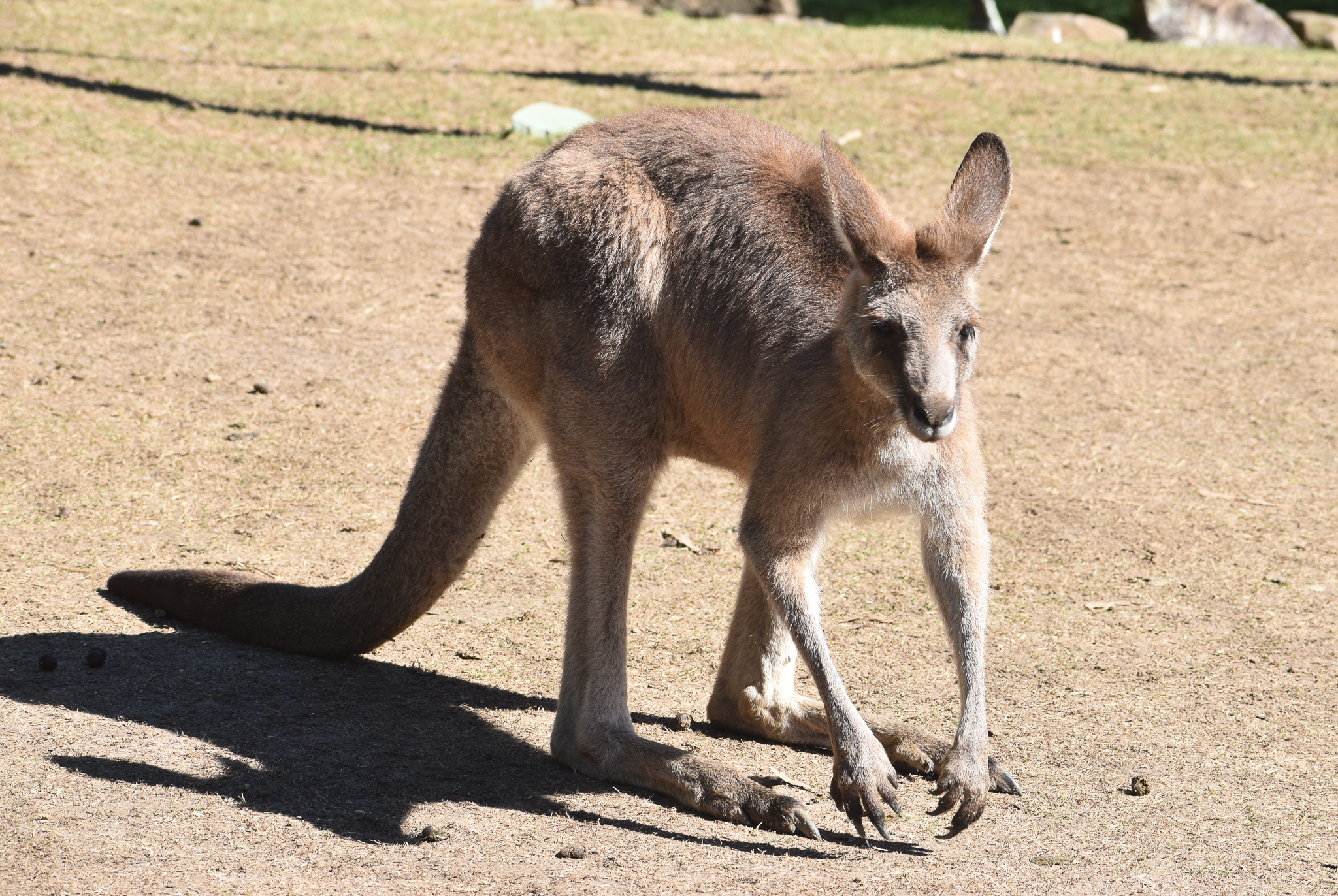 Eastern Grey Kangaroo