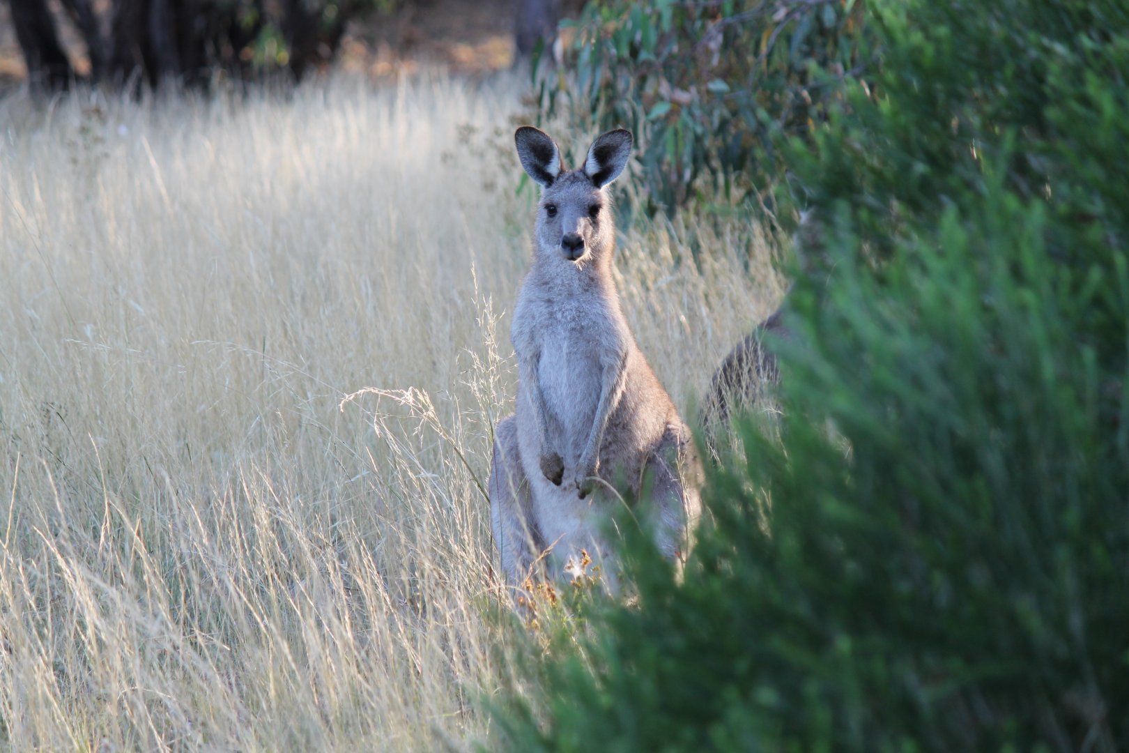 Eastern Grey Kangaroo