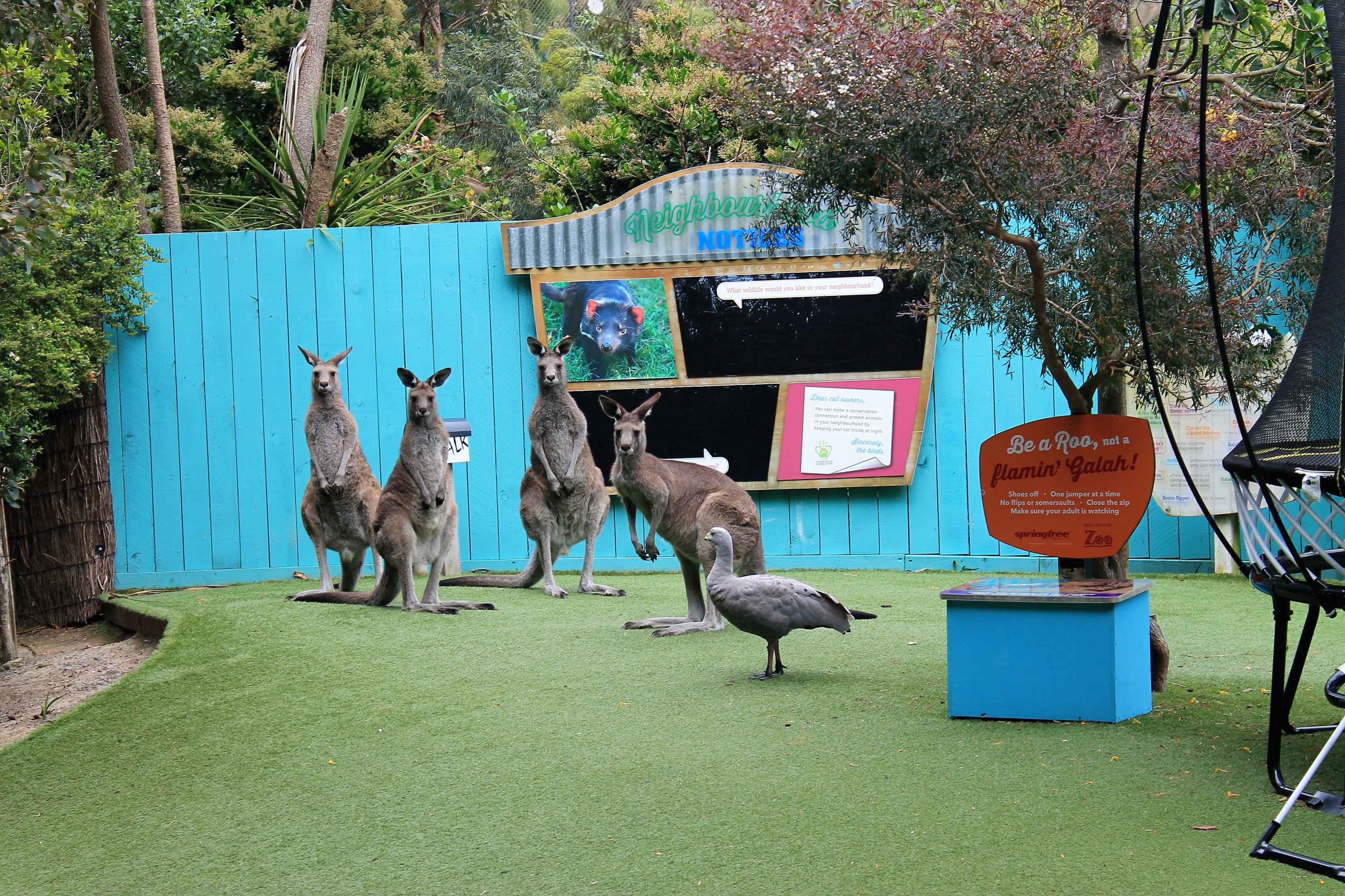 Eastern Grey Kangaroos and Cape Barren Goose