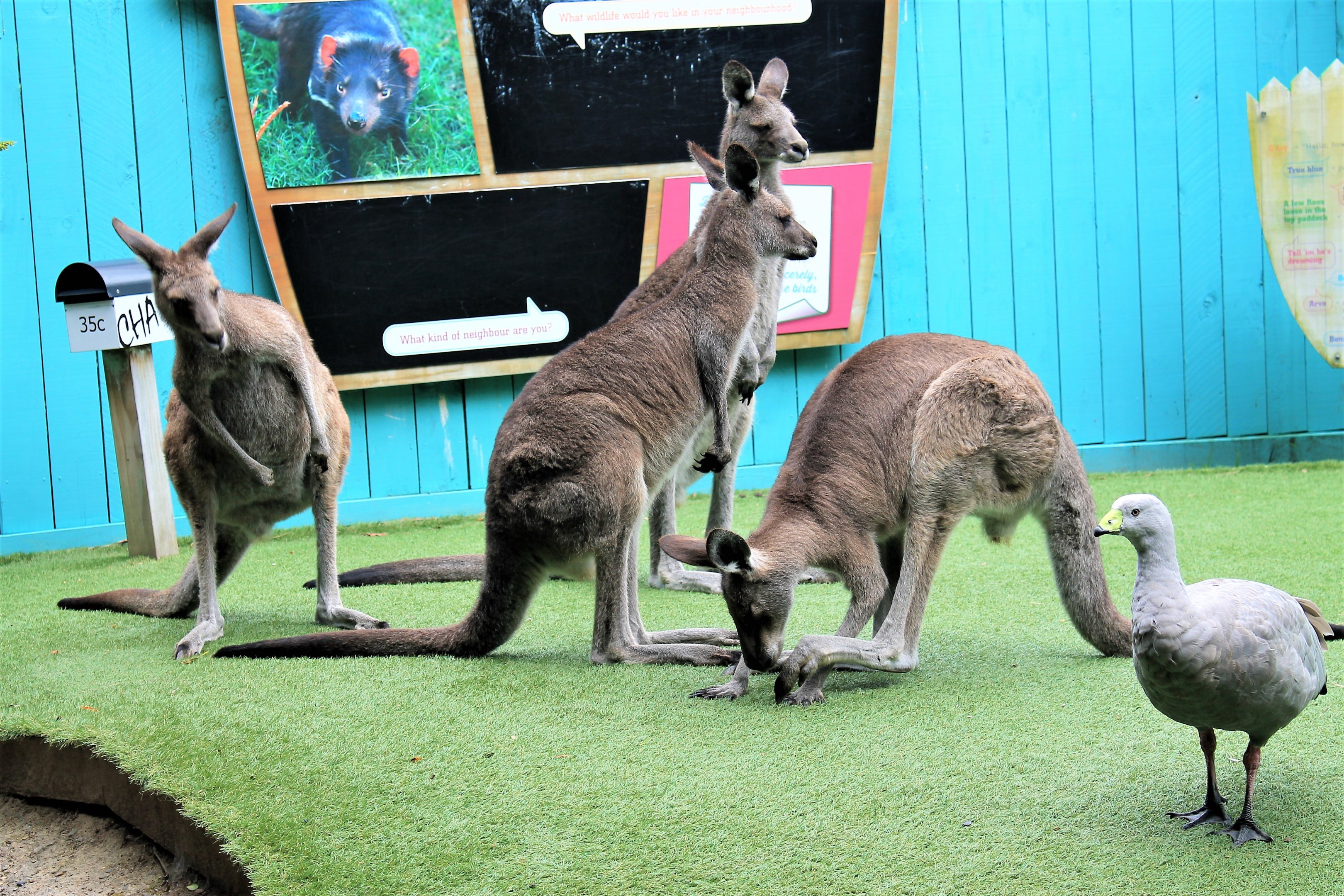 Eastern Grey Kangaroos and Cape Barren Goose