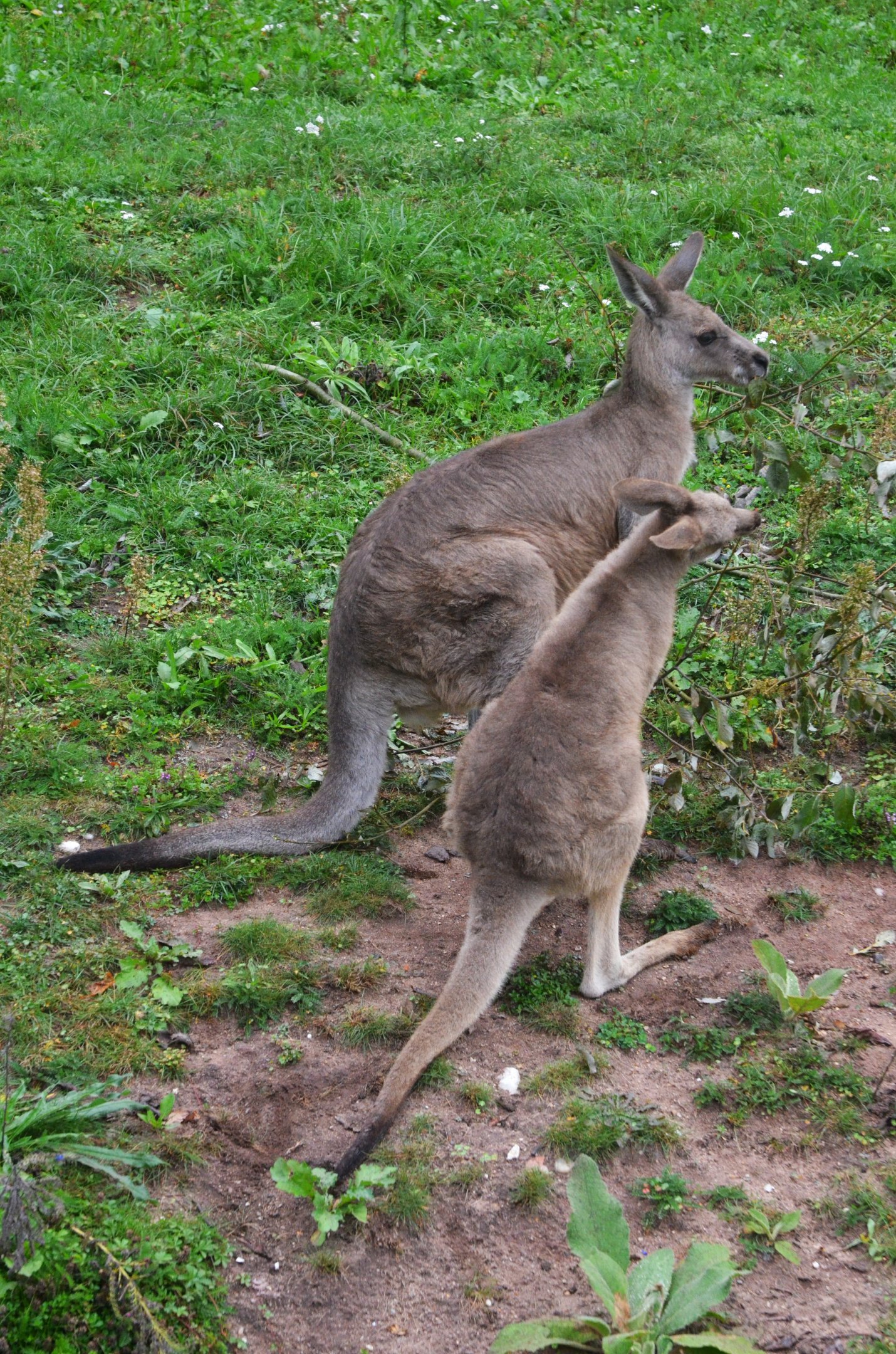 Eastern Grey Kangaroos at Nuremberg, 07/09/19