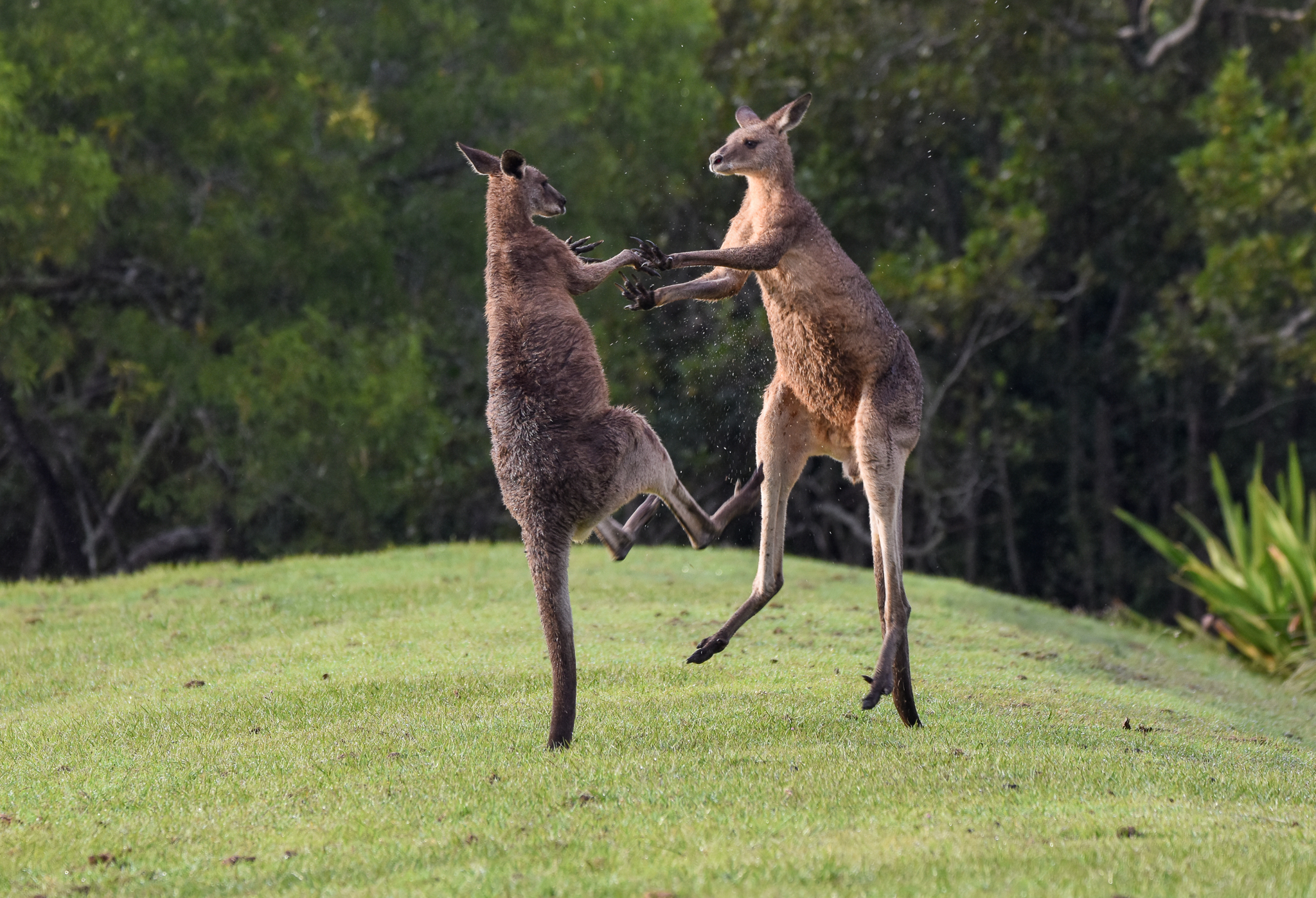 Eastern Grey Kangaroos - boxing