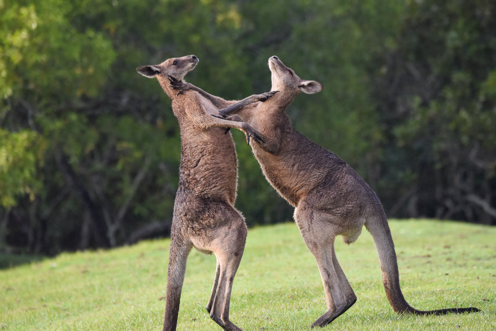 Eastern Grey Kangaroos - boxing