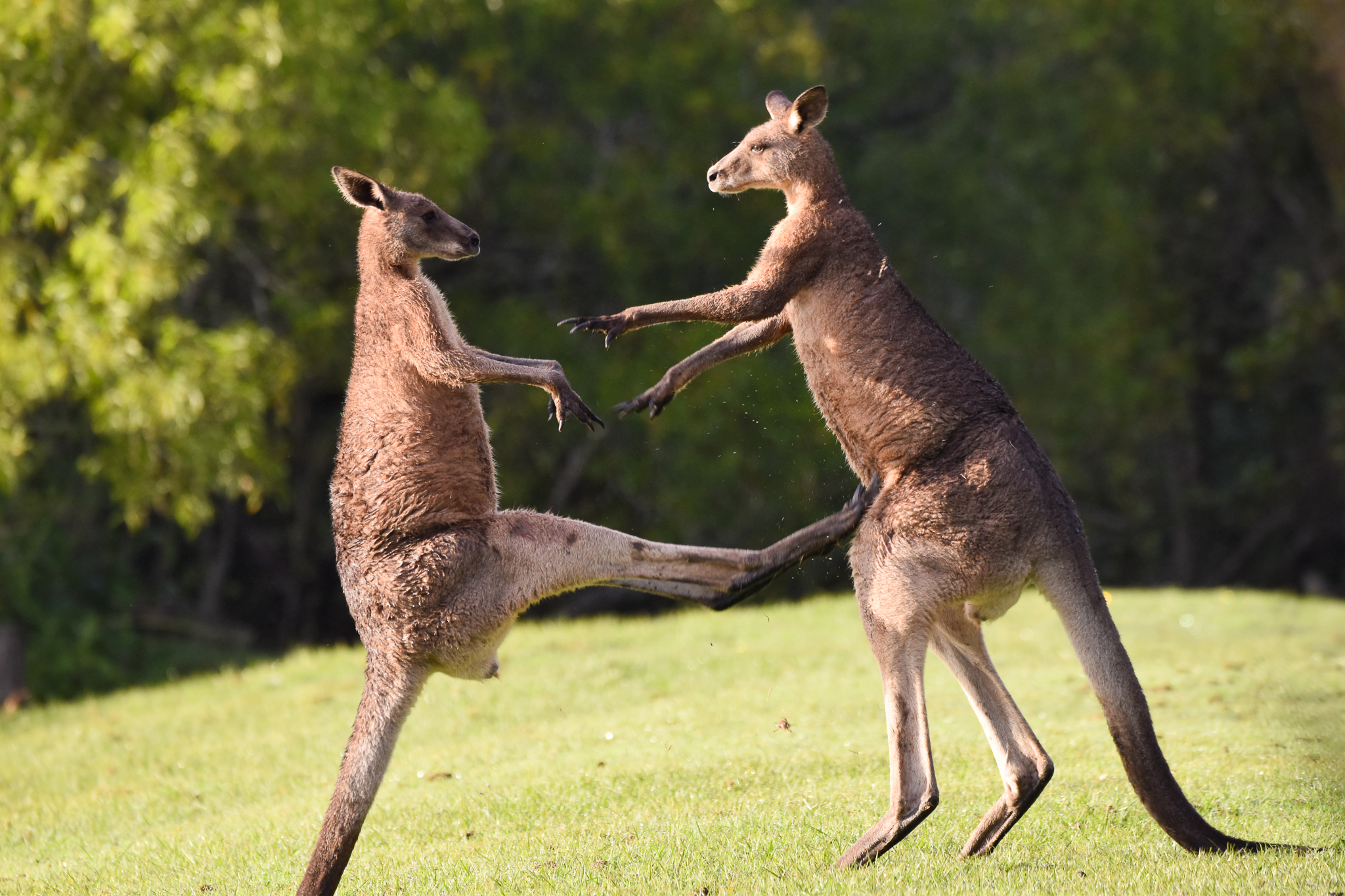 Eastern Grey Kangaroos - boxing