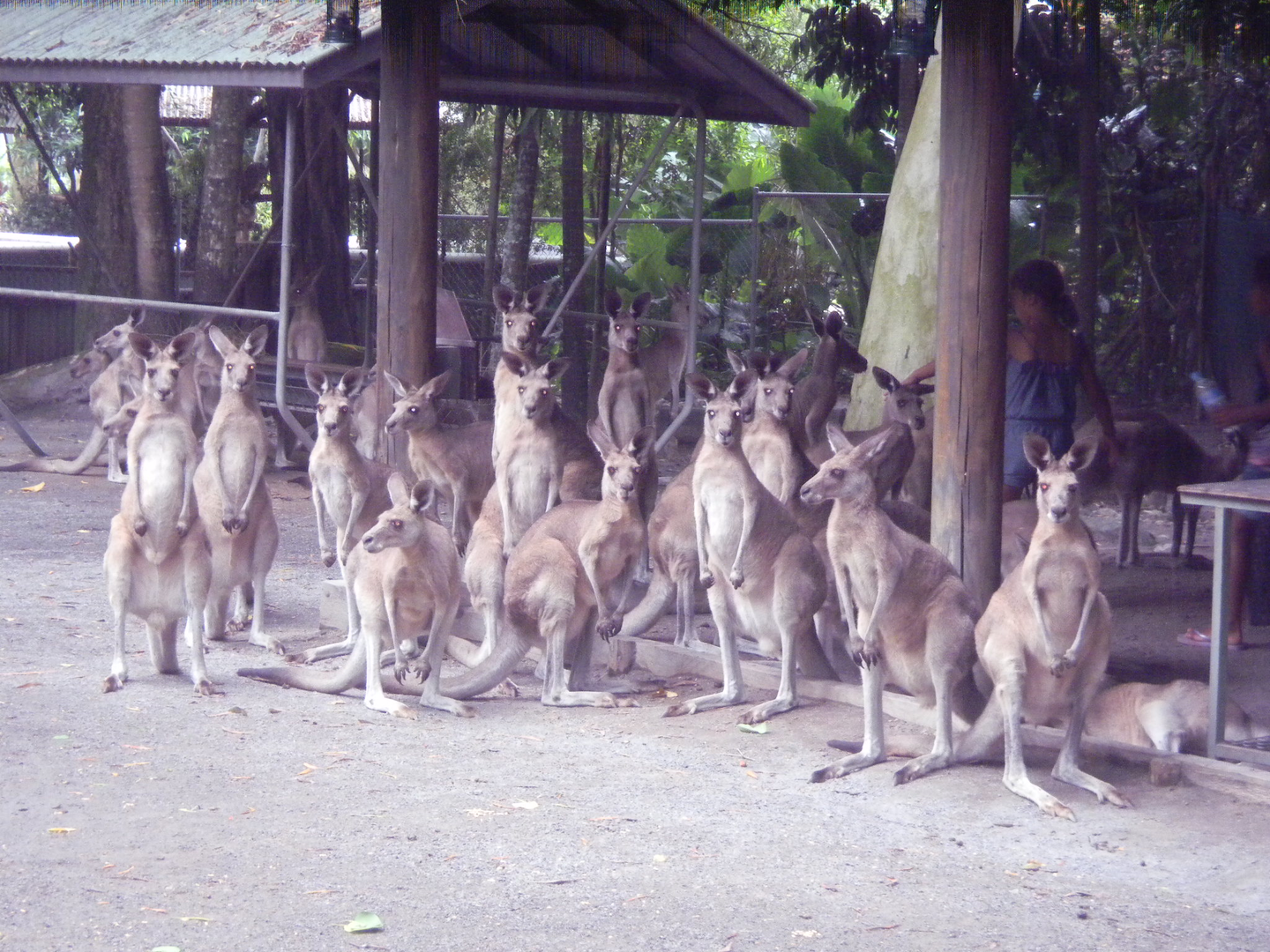 Eastern Grey Kangaroos? - Cairns Tropical Zoo 2011