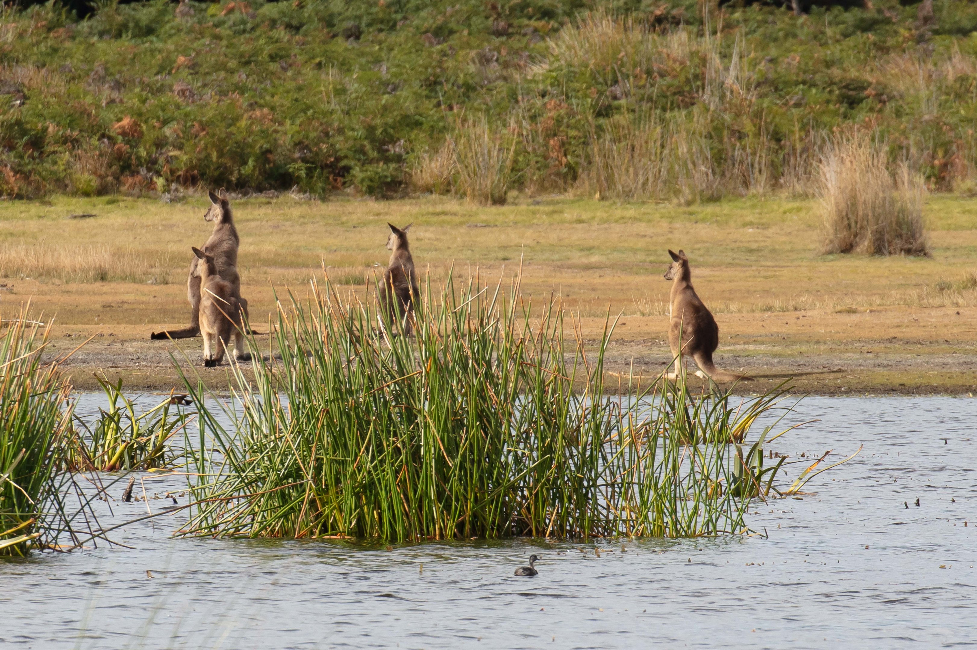 Eastern Grey Kangaroos ("Forester")