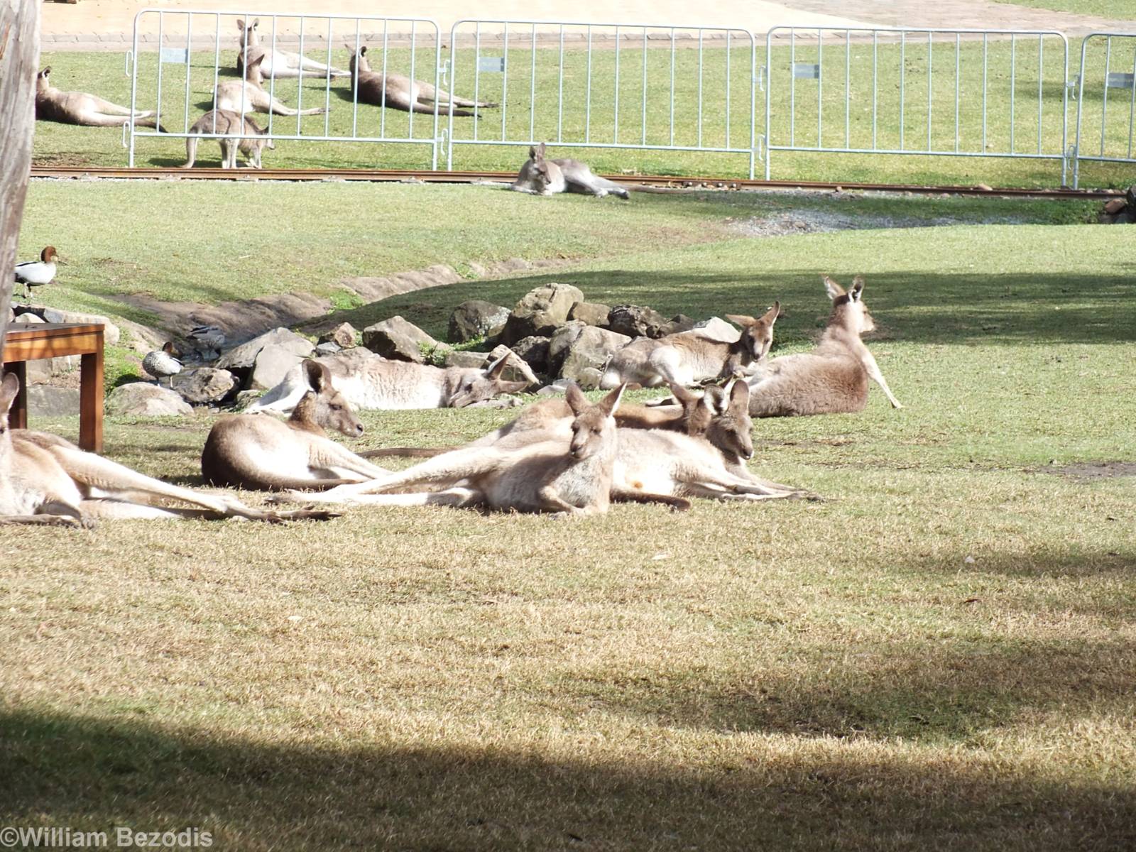 Eastern Grey Kangaroos in Walkthrough Enclosure