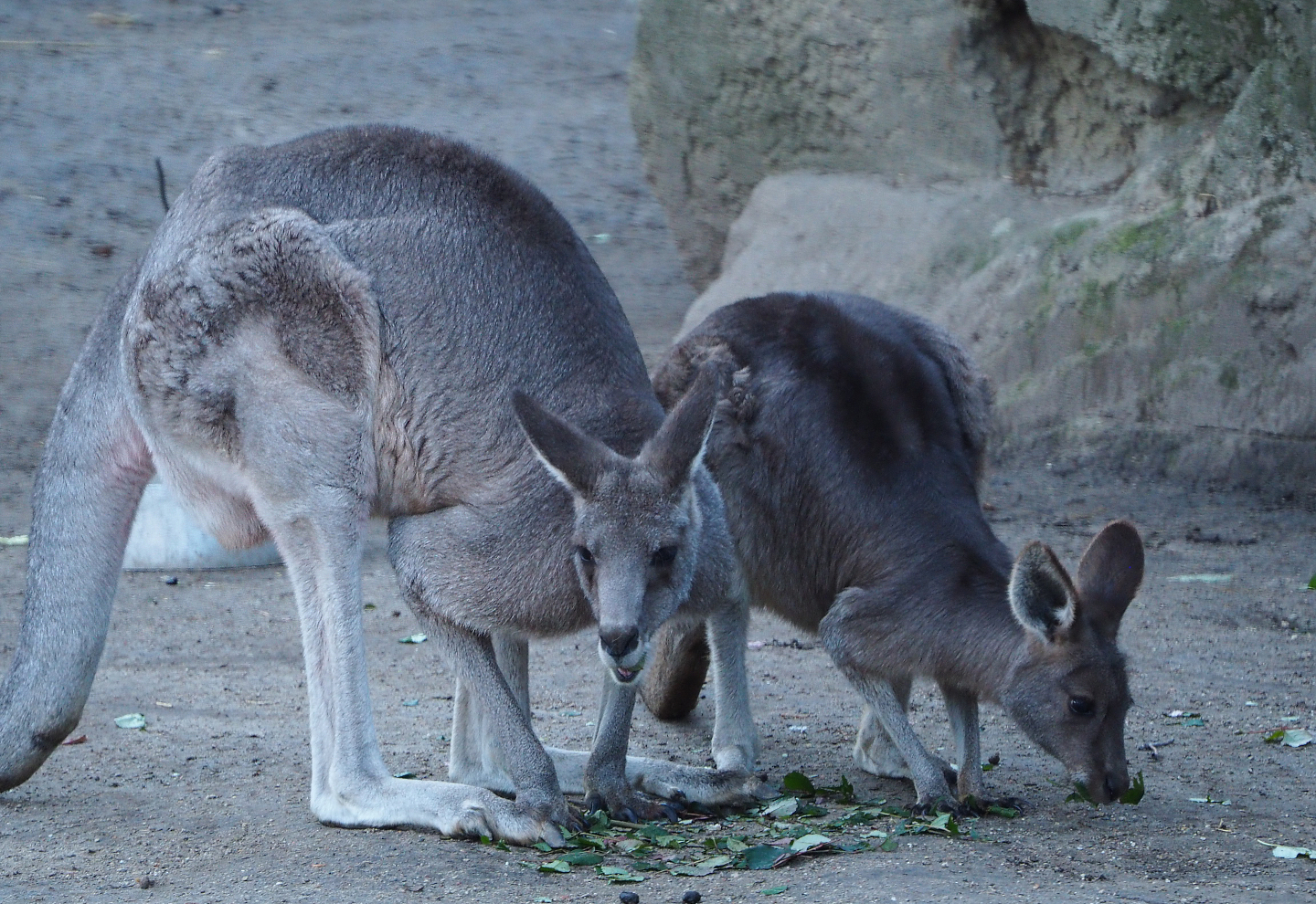 Eastern grey kangaroos (Macropus giganteus), 2019-12-30
