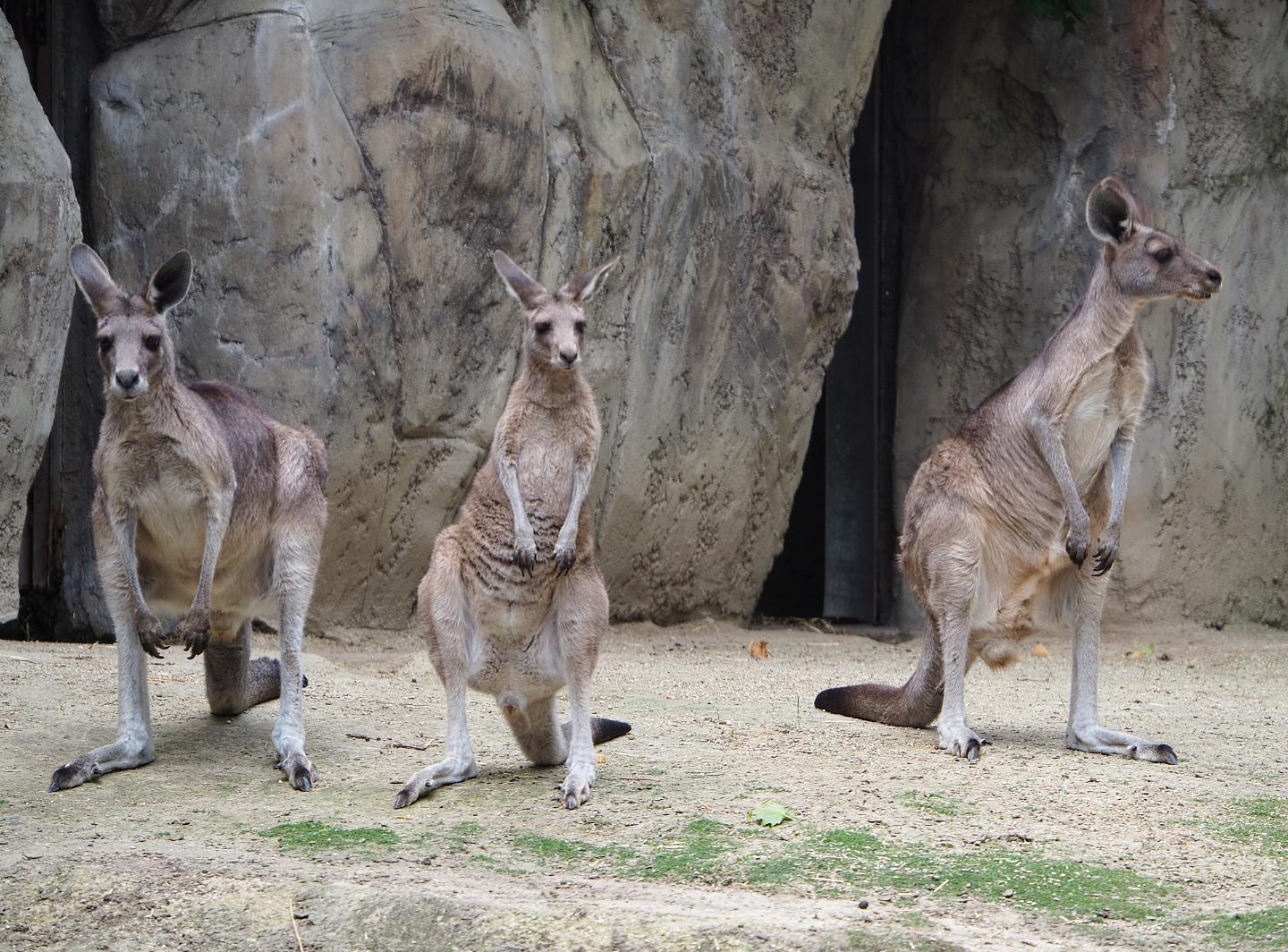 Eastern grey kangaroos (Macropus giganteus), 2020-06-28