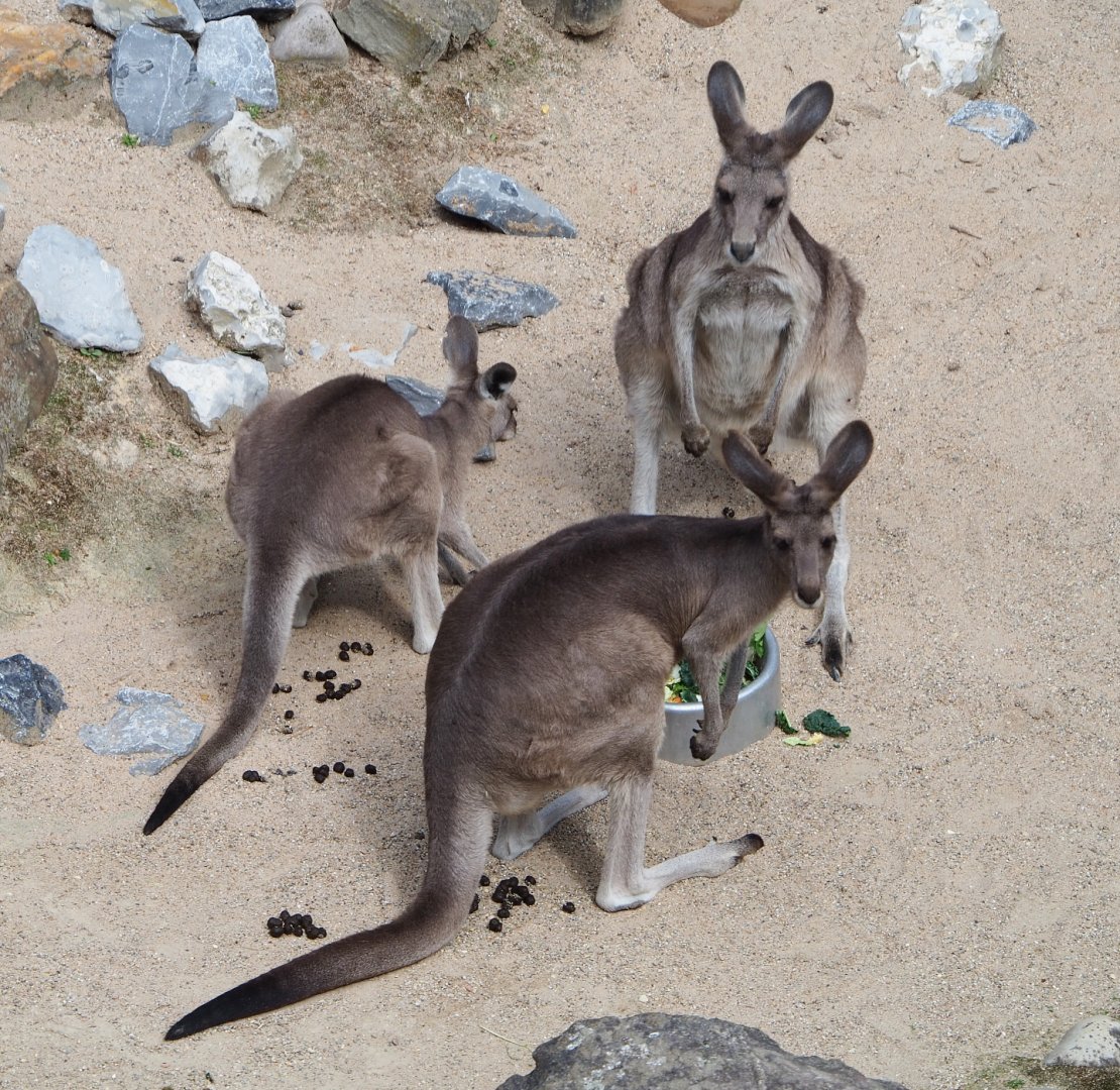 Eastern grey kangaroos (Macropus giganteus), 2020-06-28