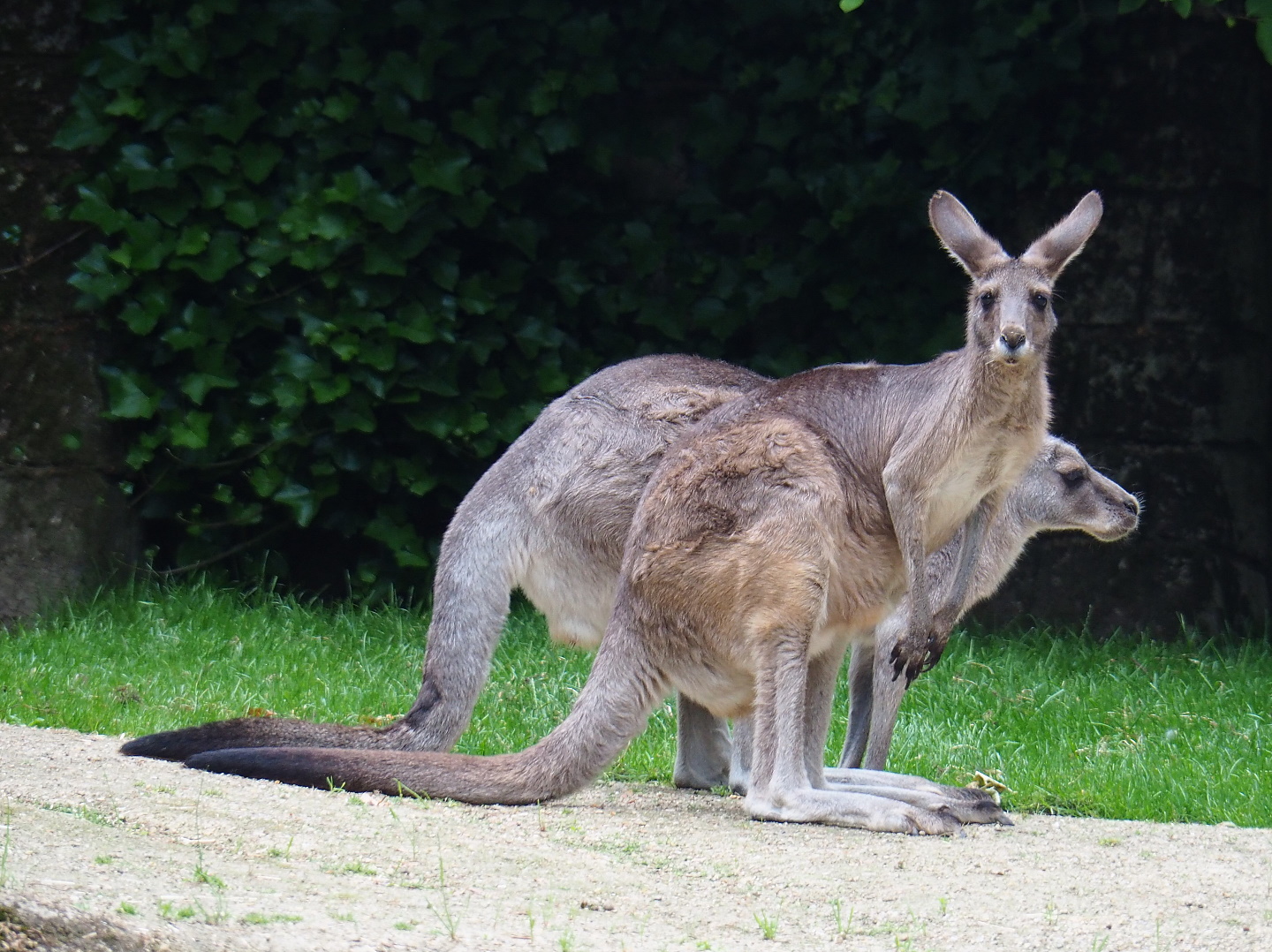 Eastern grey kangaroos (Macropus giganteus), 2021-06-12