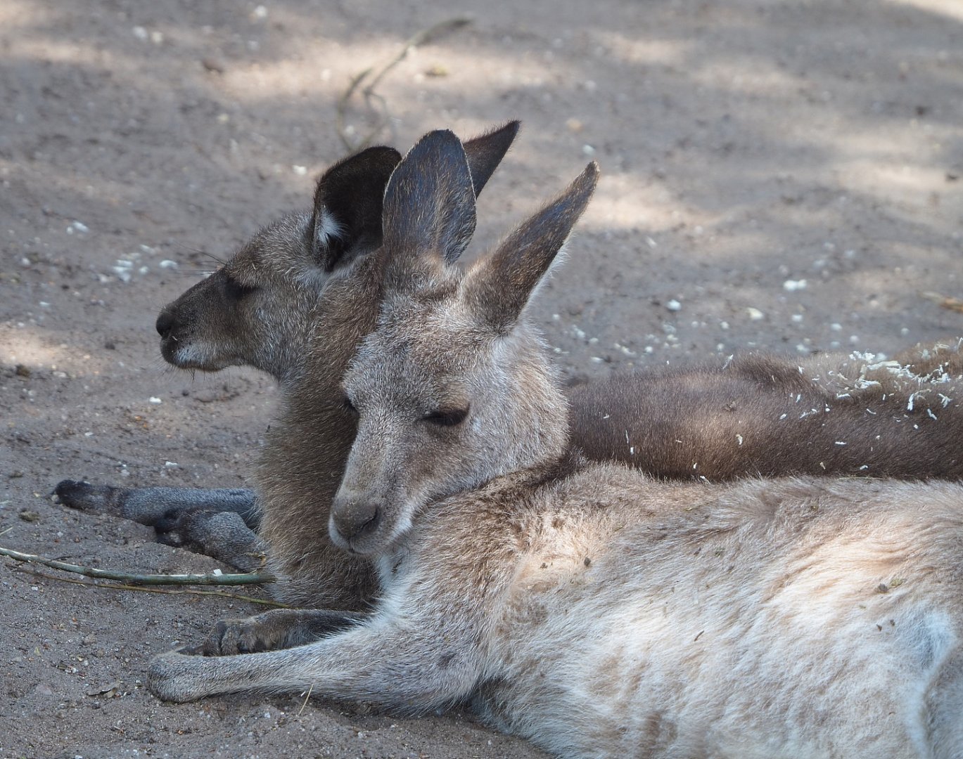 Eastern grey kangaroos (Macropus giganteus), 2022-05-17