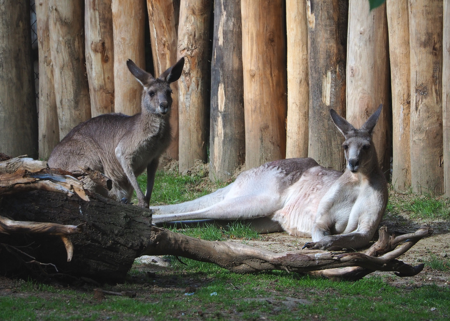 Eastern grey kangaroos (Macropus giganteus), 2022-05-28
