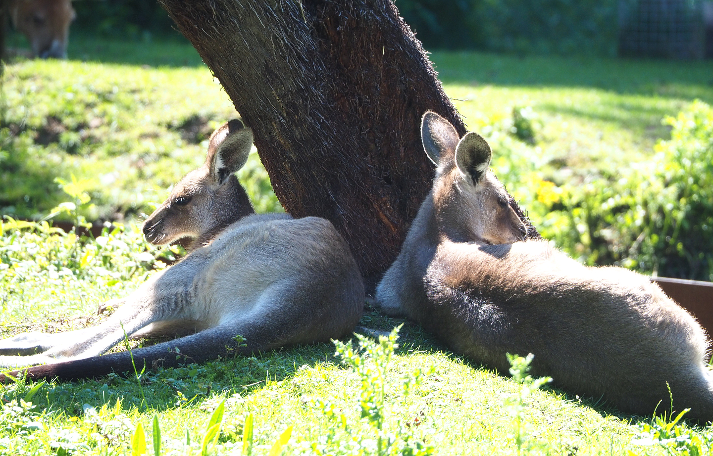 Eastern grey kangaroos (Macropus giganteus), 2022-06-28