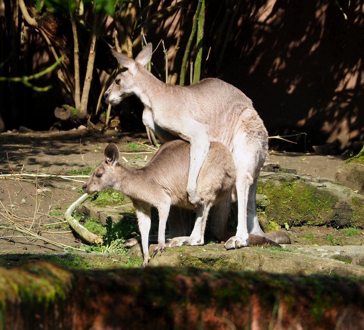 Eastern grey kangaroos (Macropus giganteus), 2023-05-13
