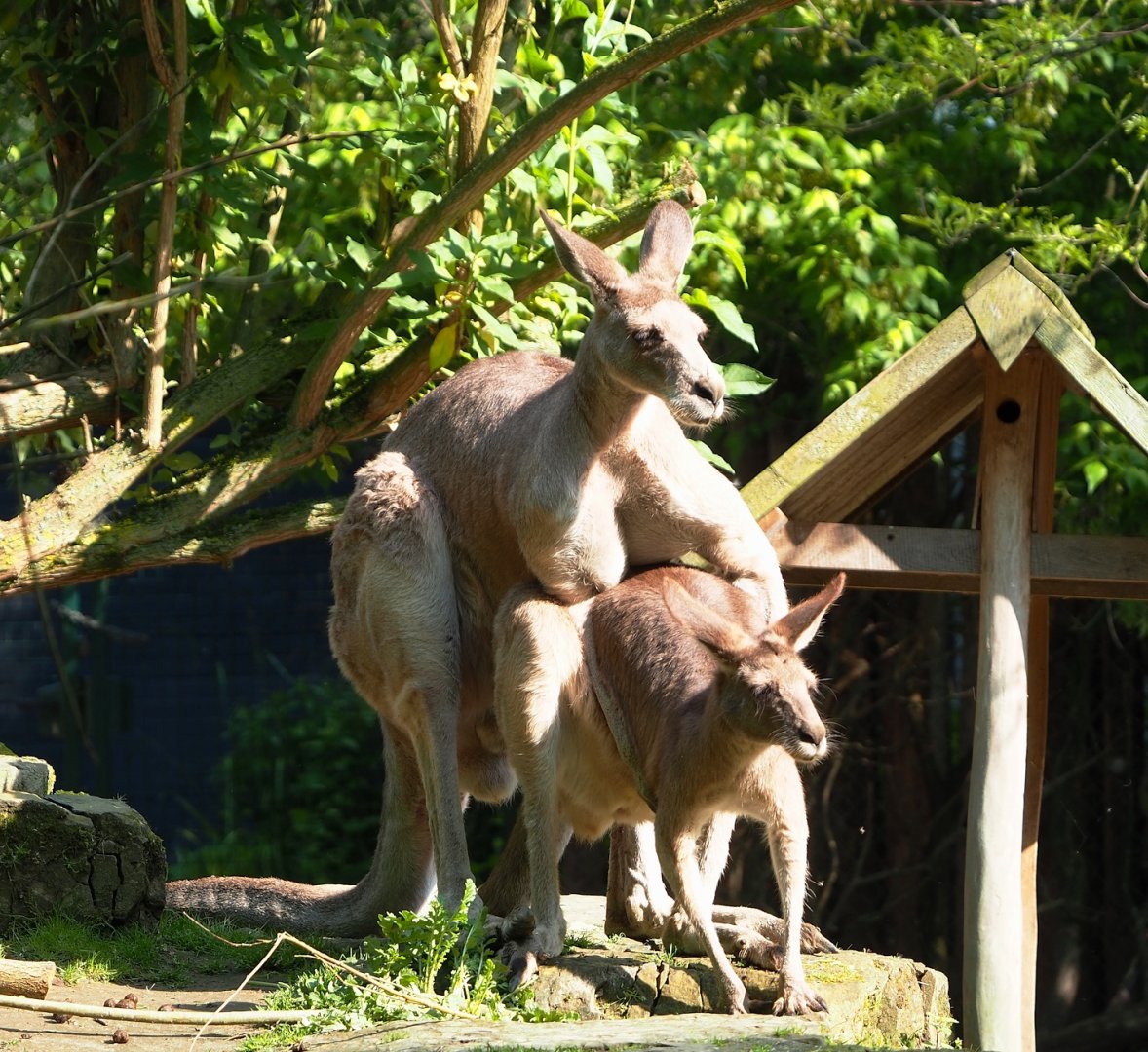 Eastern grey kangaroos (Macropus giganteus), 2023-05-13