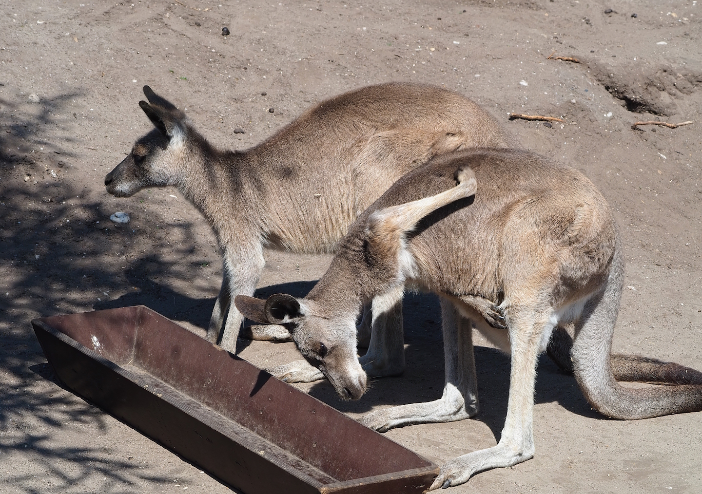 Eastern grey kangaroos (Macropus giganteus), 2023-05-31
