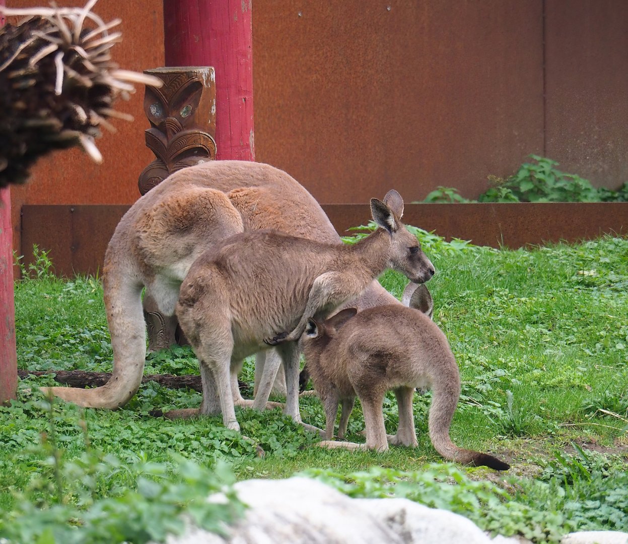 Eastern grey kangaroos (Macropus giganteus), 2023-10-13