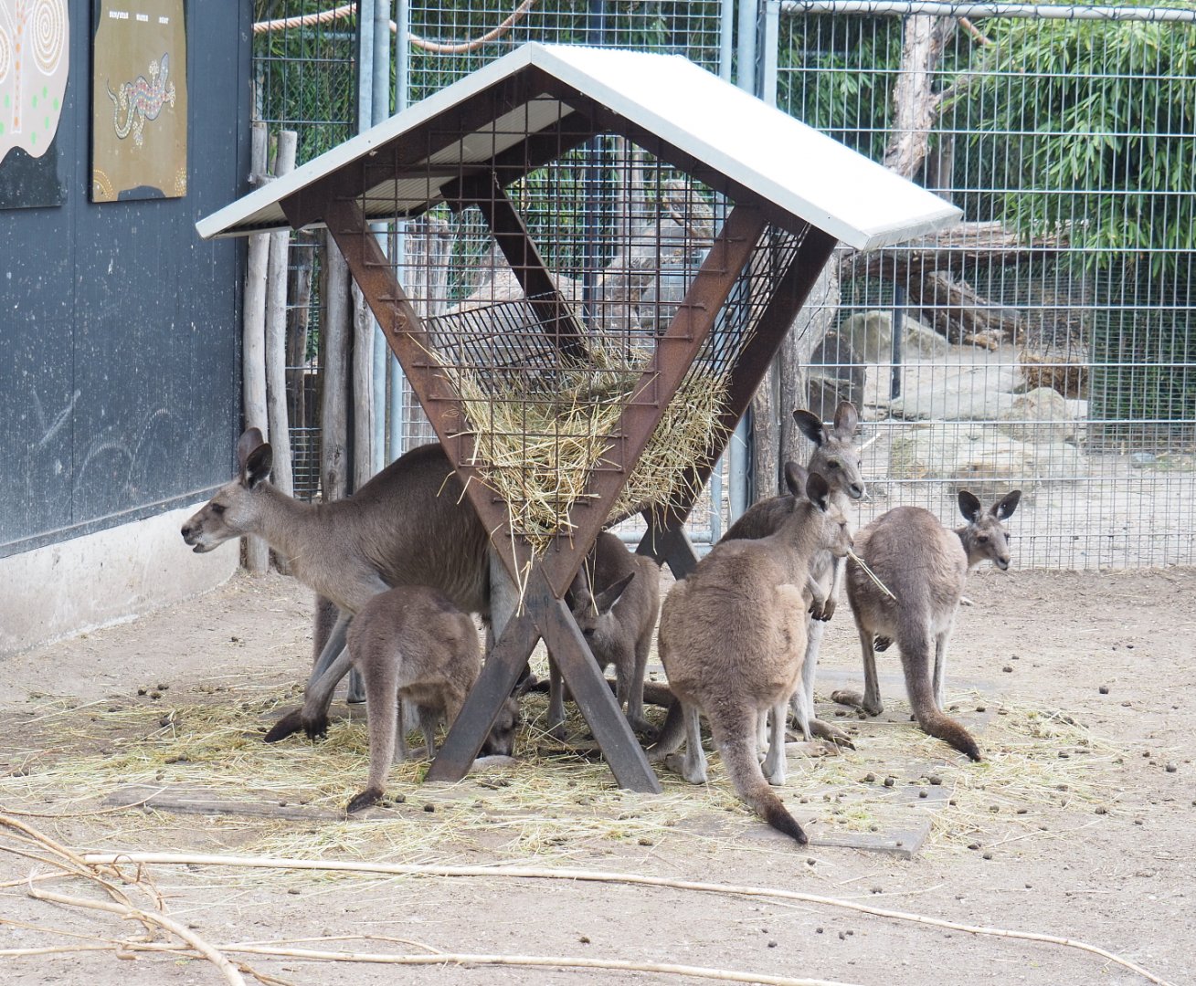 Eastern grey kangaroos (Macropus giganteus) at feeding rack, 2022-05-17