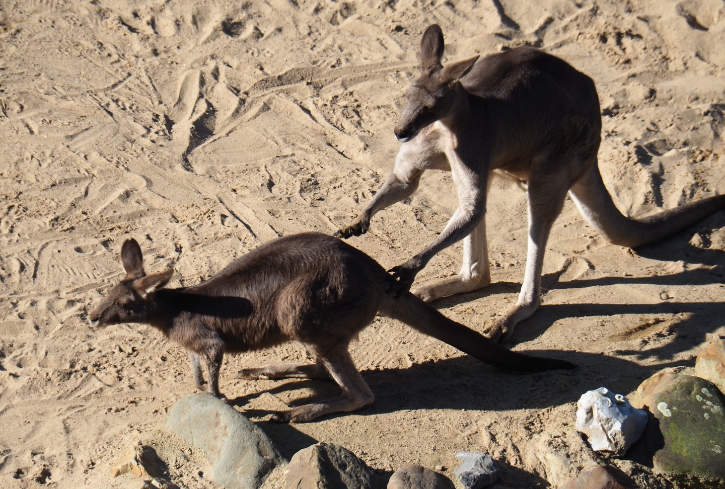 Eastern grey kangaroos (Macropus giganteus), Feb 27th, 2019