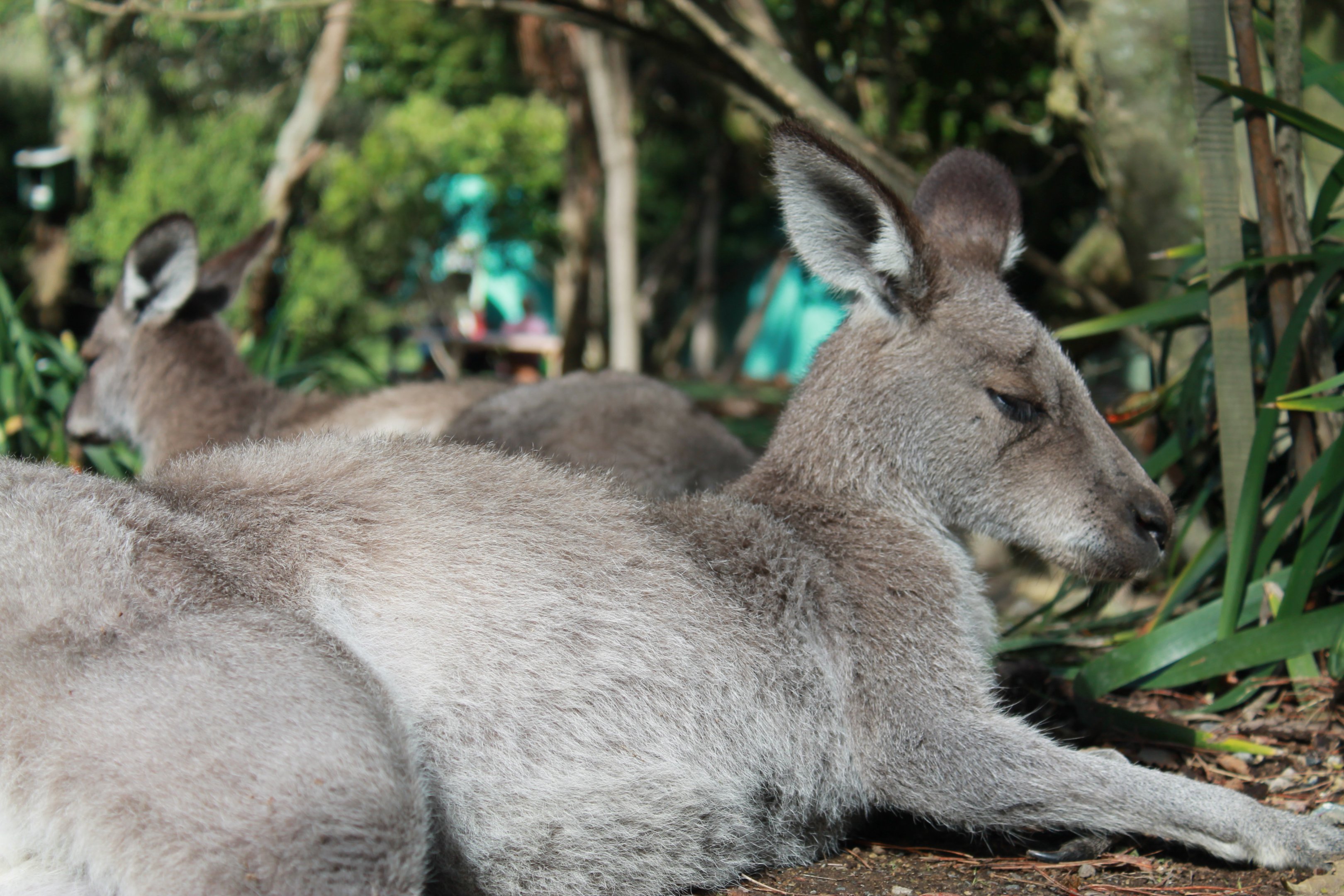 Eastern Grey Kangaroos (Macropus giganteus)