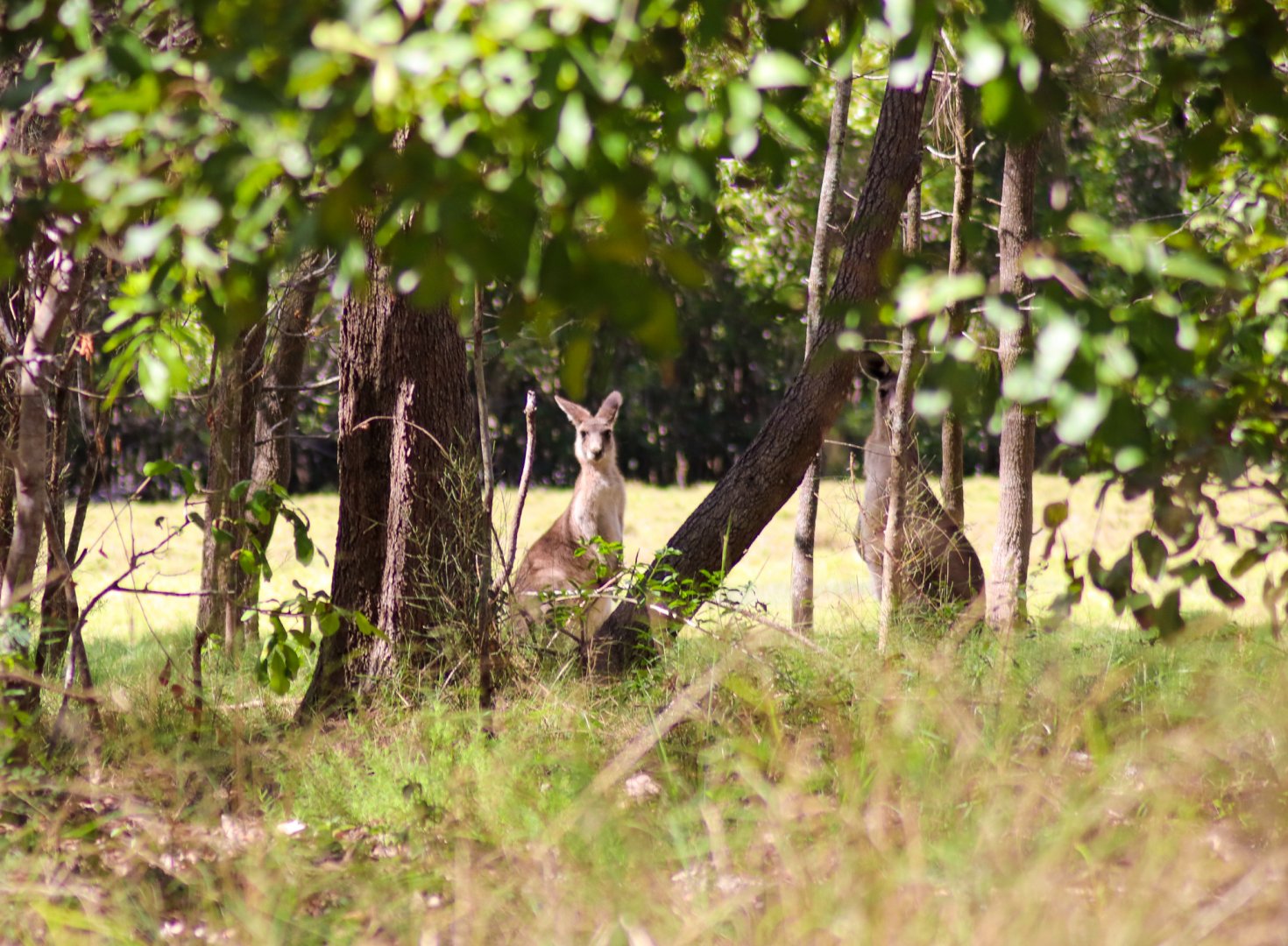 Eastern Grey Kangaroos (Macropus giganteus)