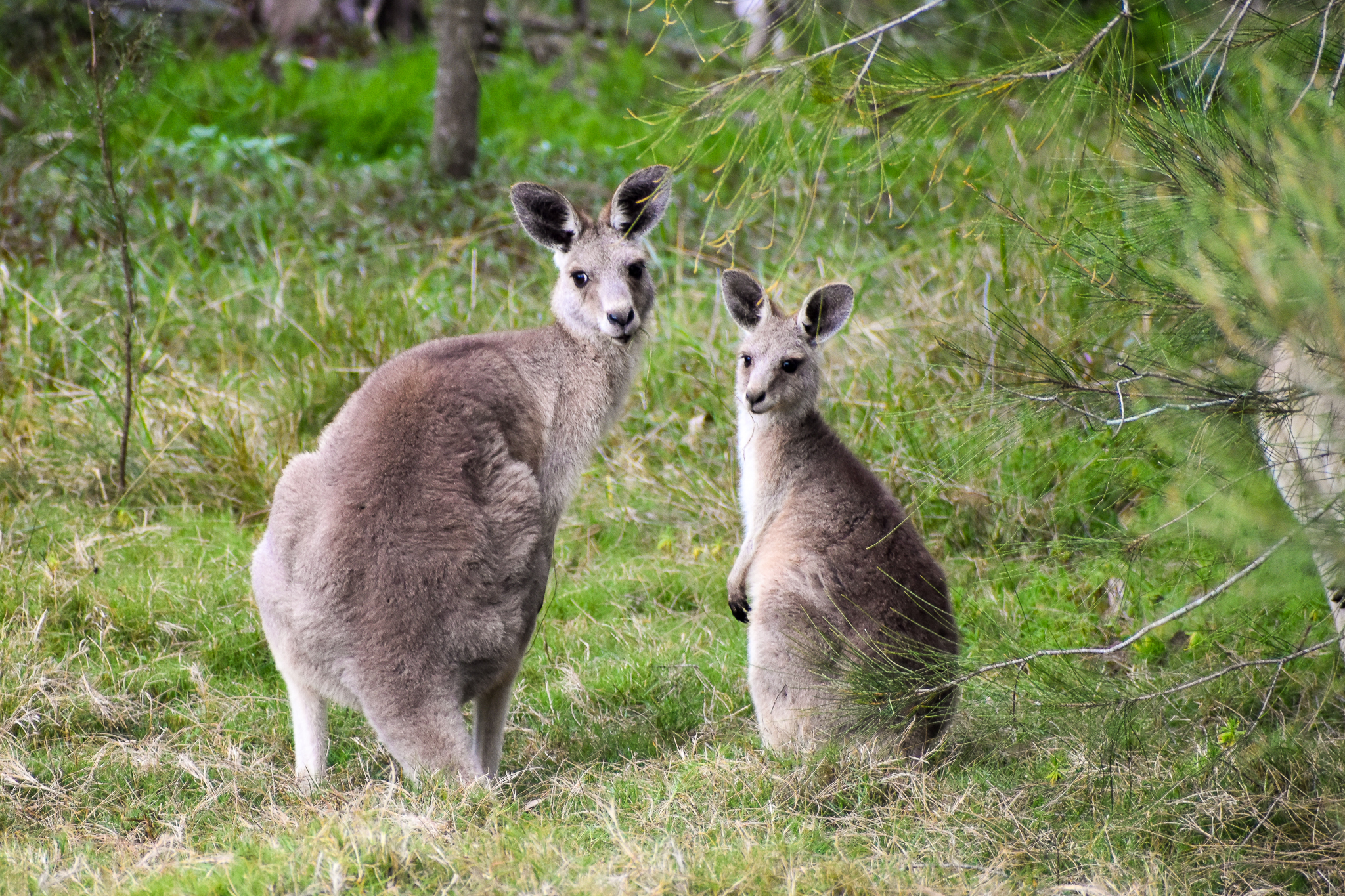 Eastern Grey Kangaroos (Macropus giganteus)