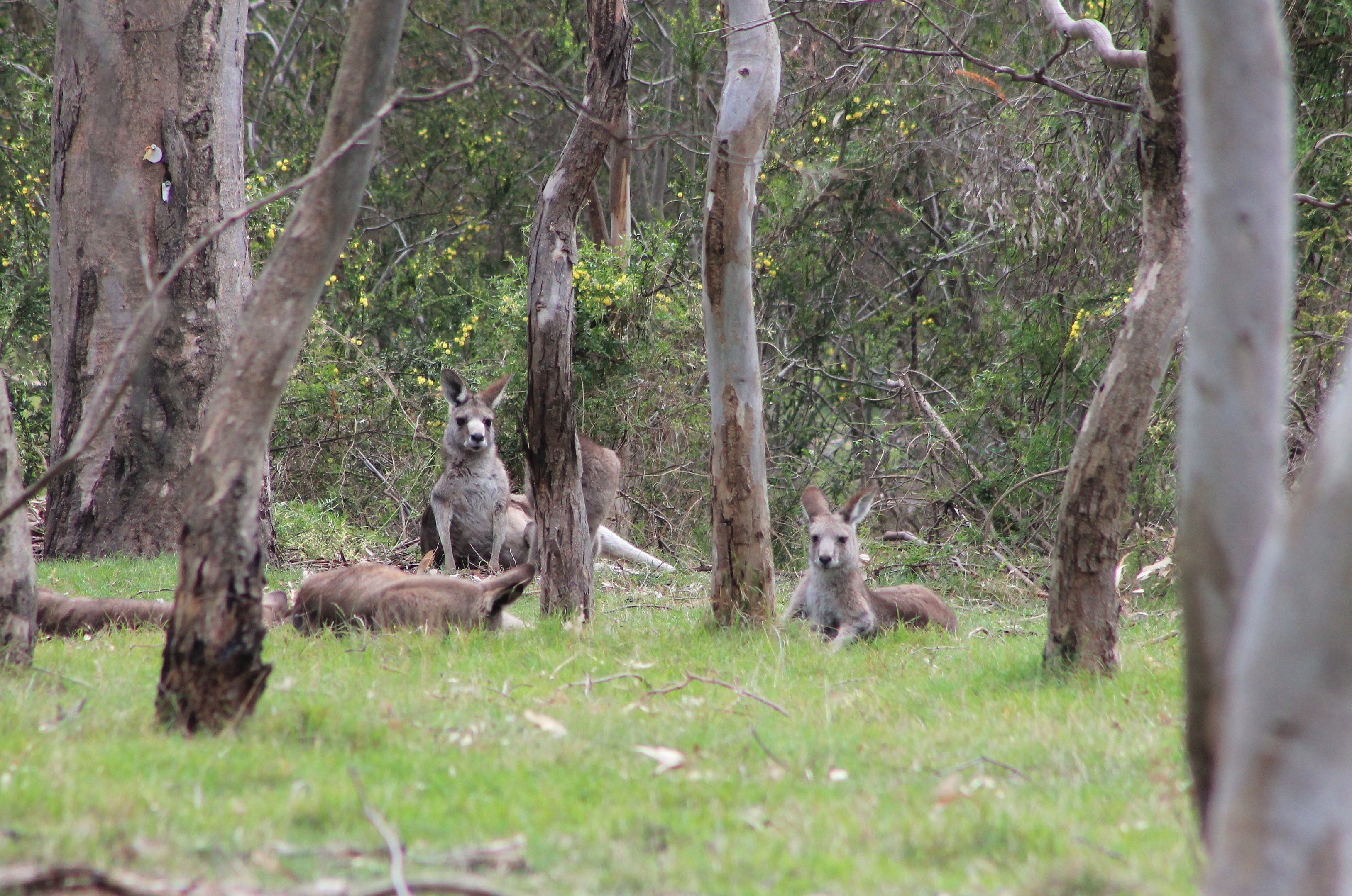 Eastern Grey Kangaroos (Macropus giganteus)