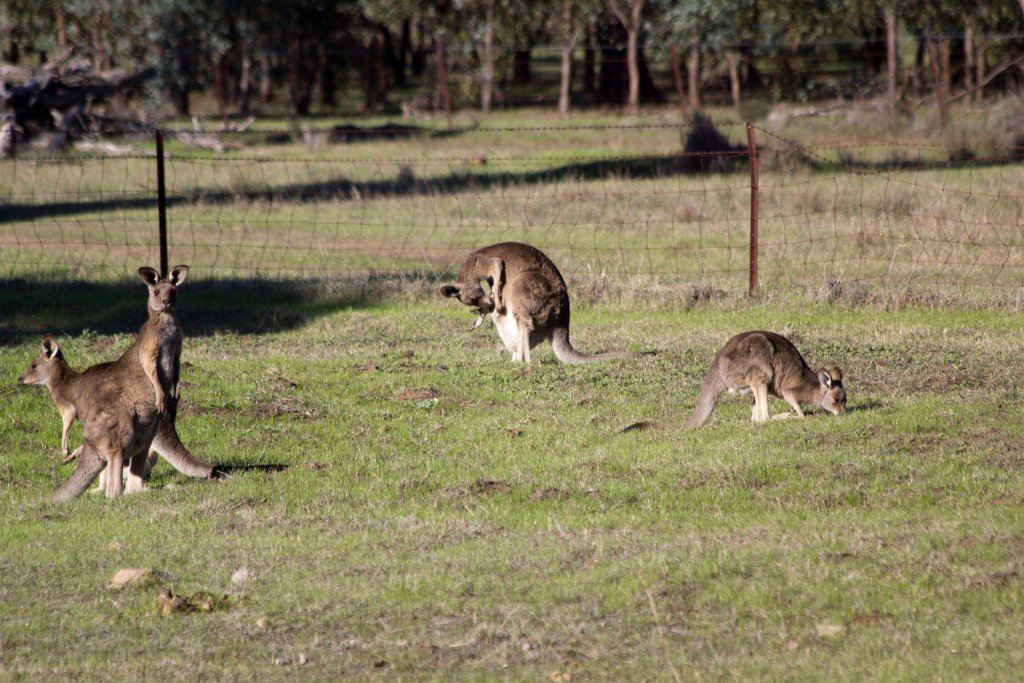 Eastern Grey Kangaroos