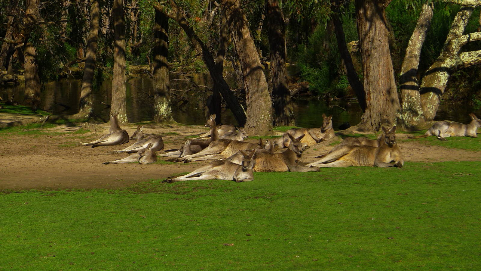Eastern Grey Kangaroos