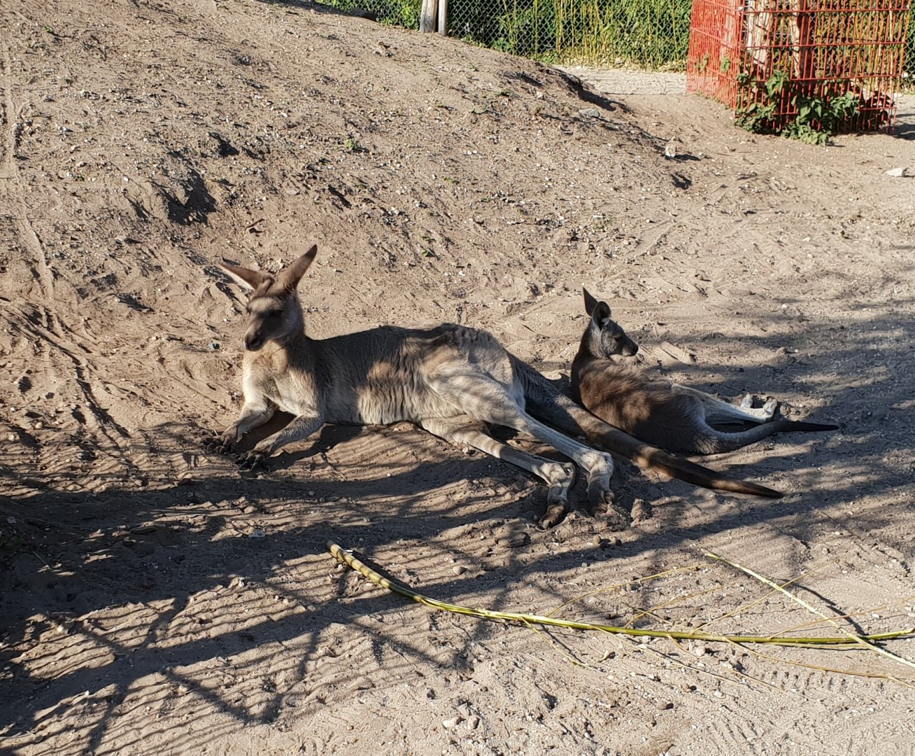 Eastern grey kangaroos