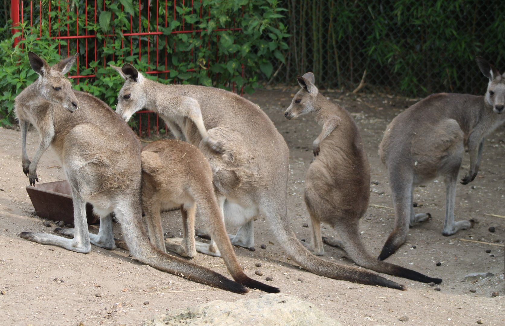 Eastern grey kangaroos