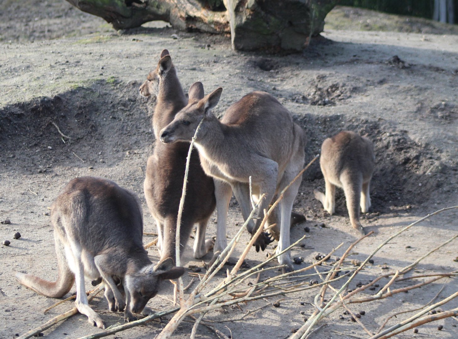 Eastern grey kangaroos