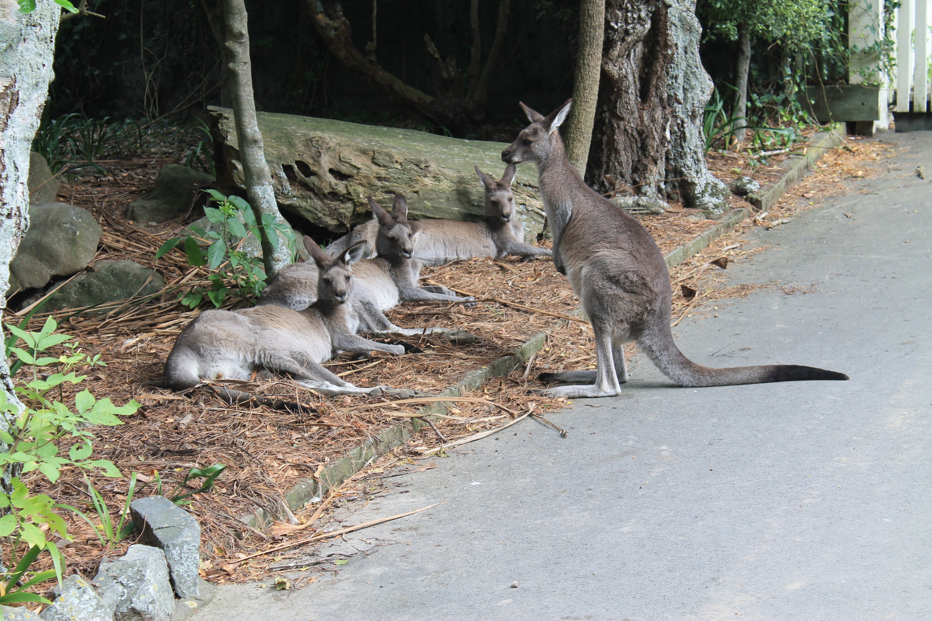 Eastern Grey Kangaroos