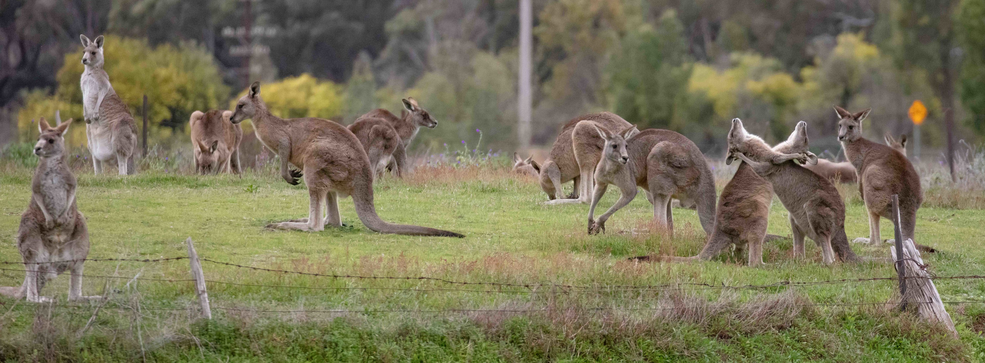 Eastern Grey Kangaroos