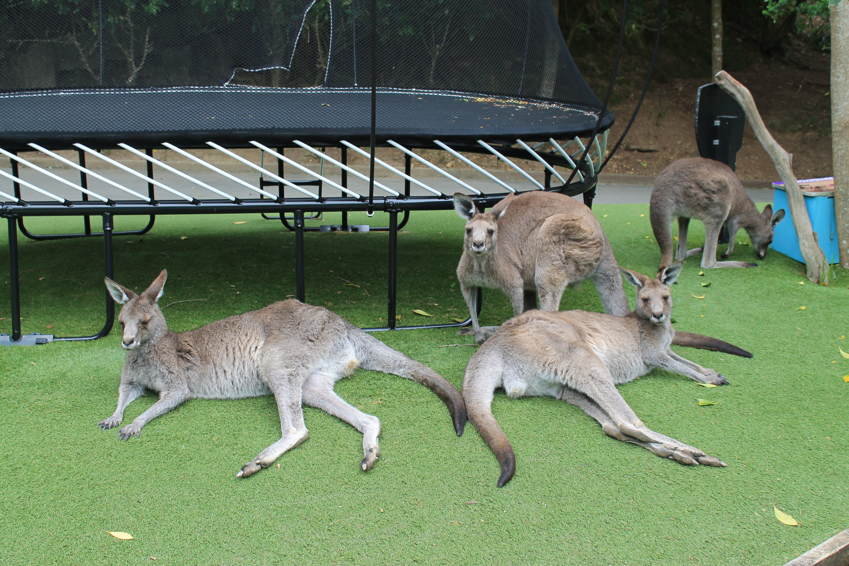 Eastern Grey Kangaroos