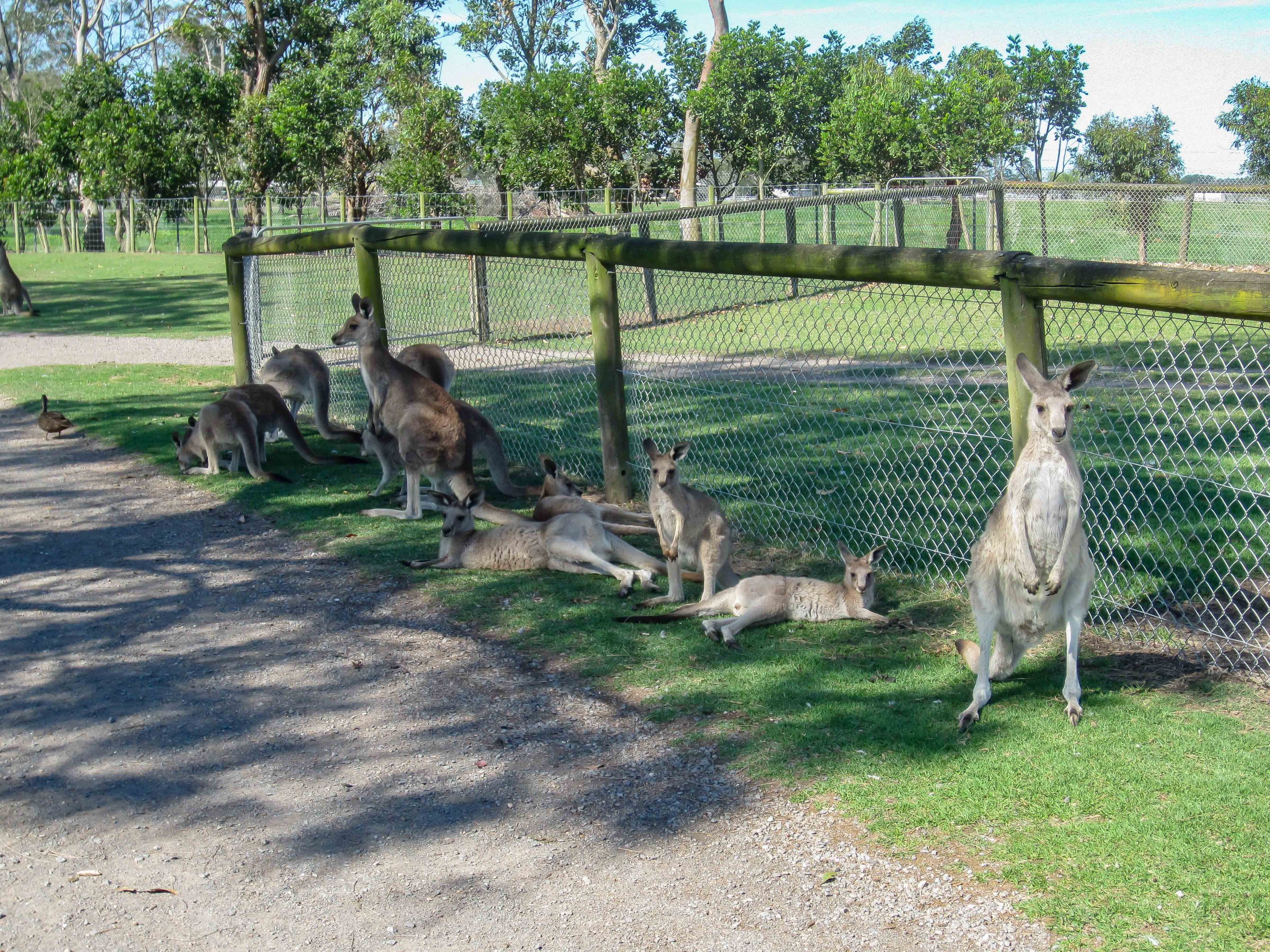 Eastern Grey Kangaroos