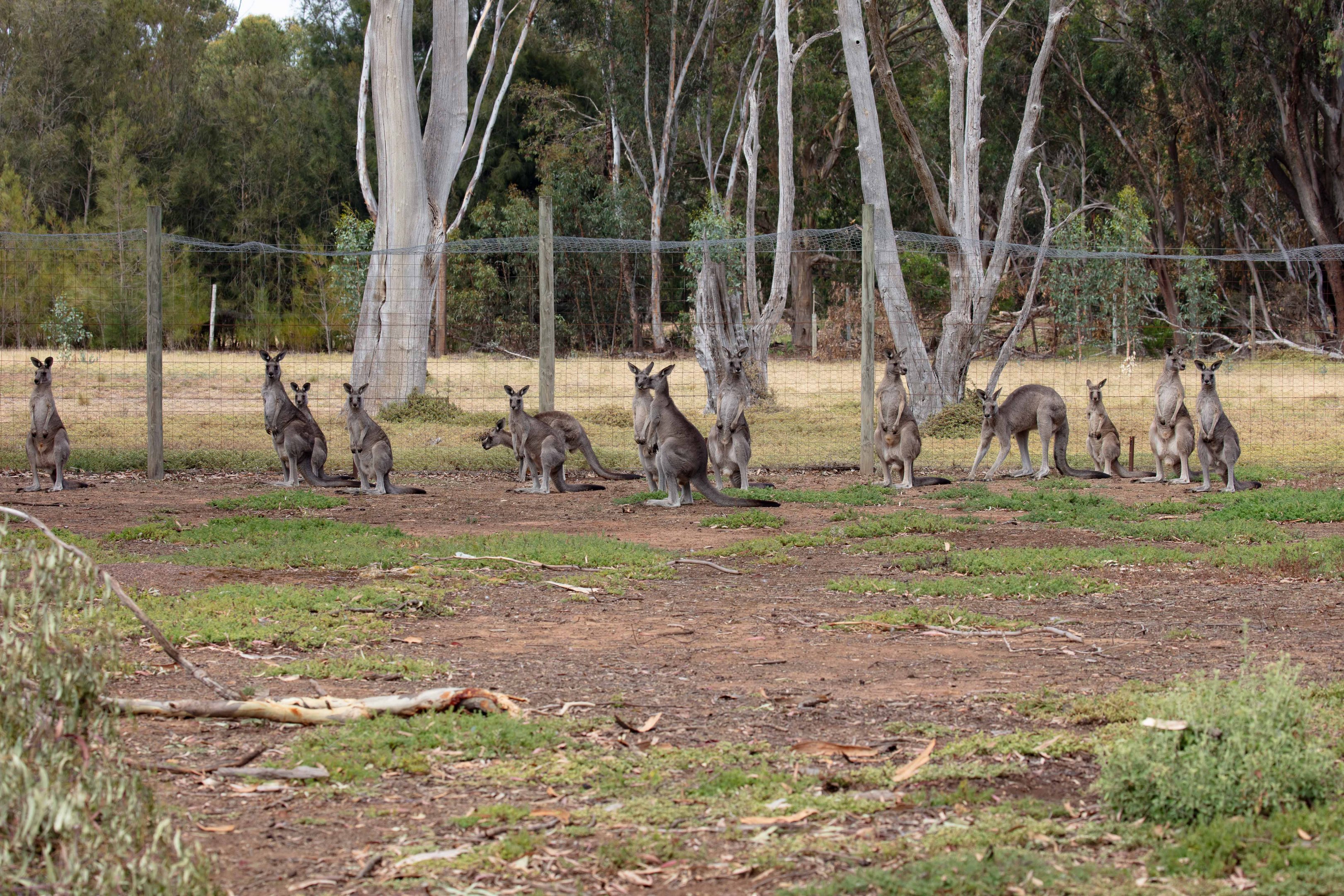 Eastern Grey Kangaroos