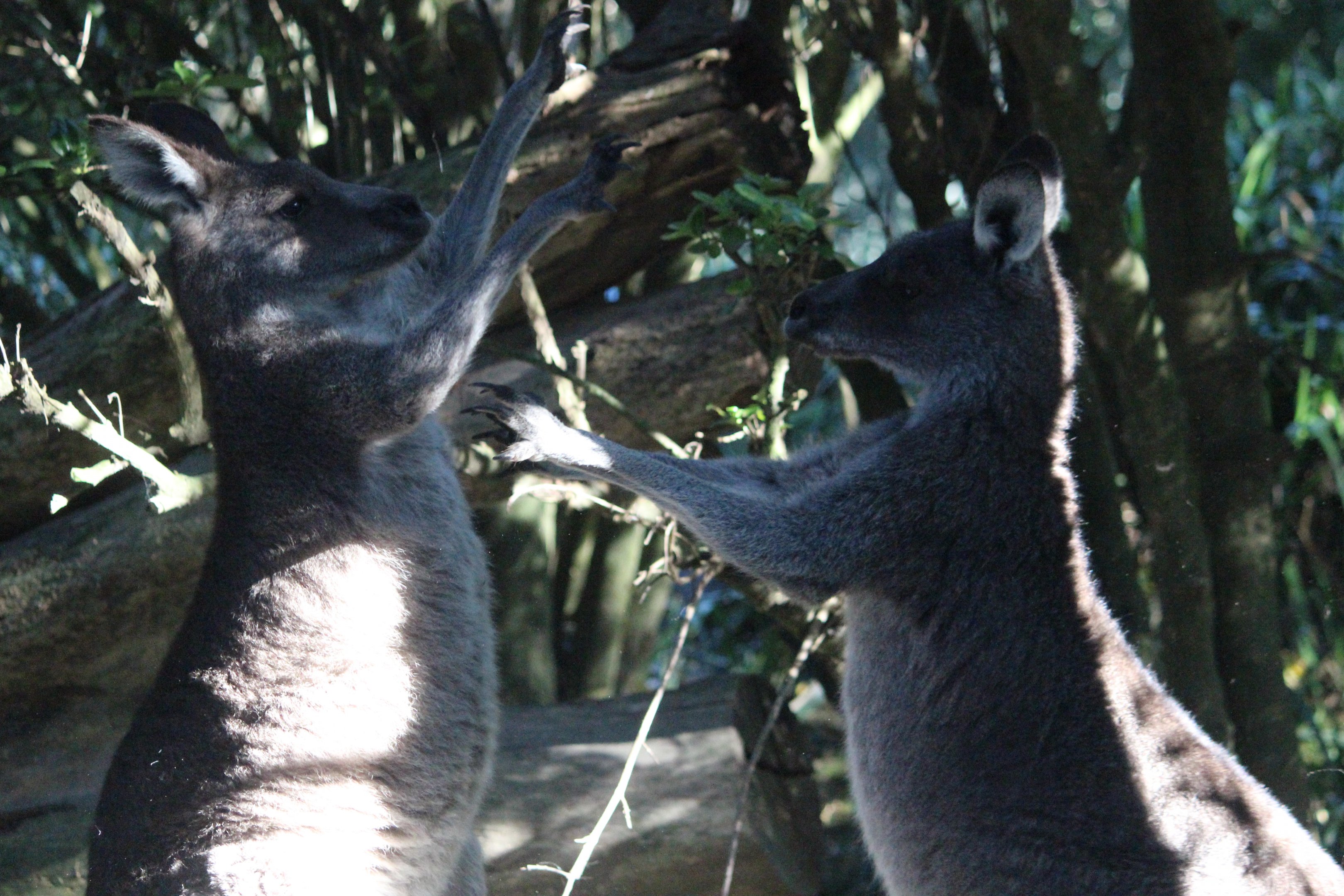 Eastern Grey Kangaroos