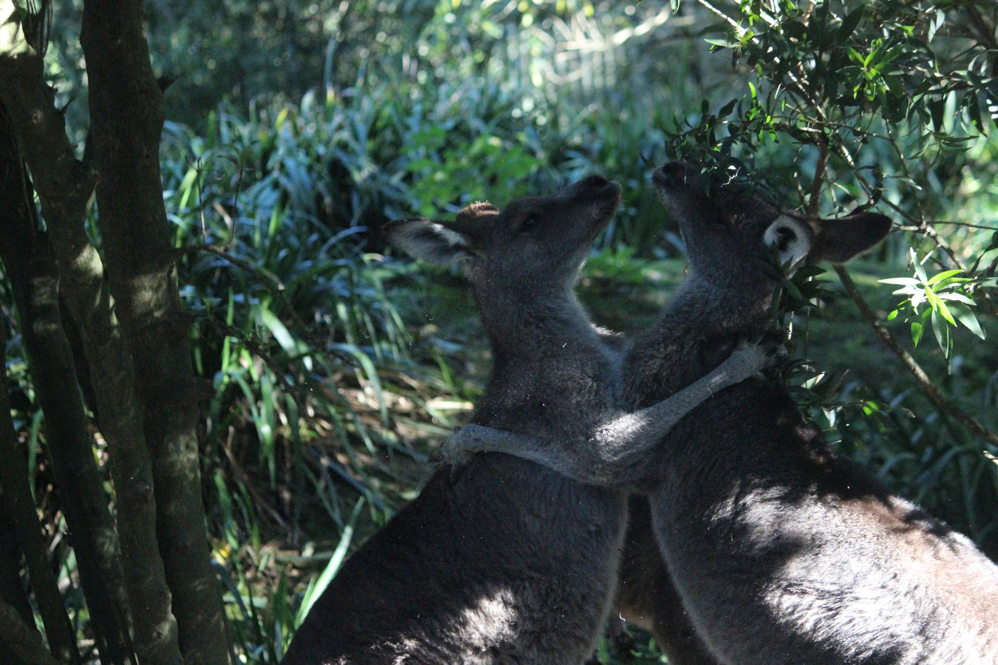 Eastern Grey Kangaroos