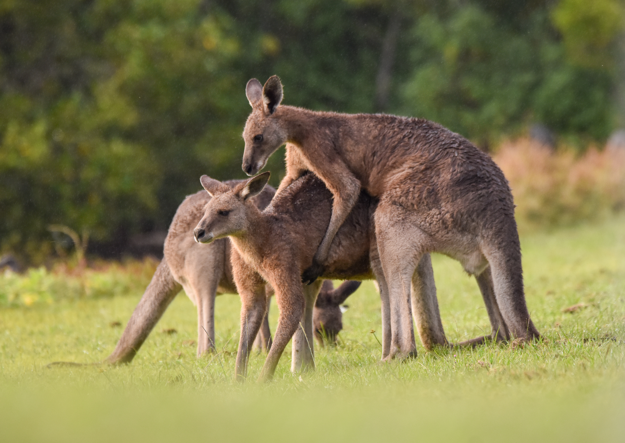 Eastern Grey Kangaroos