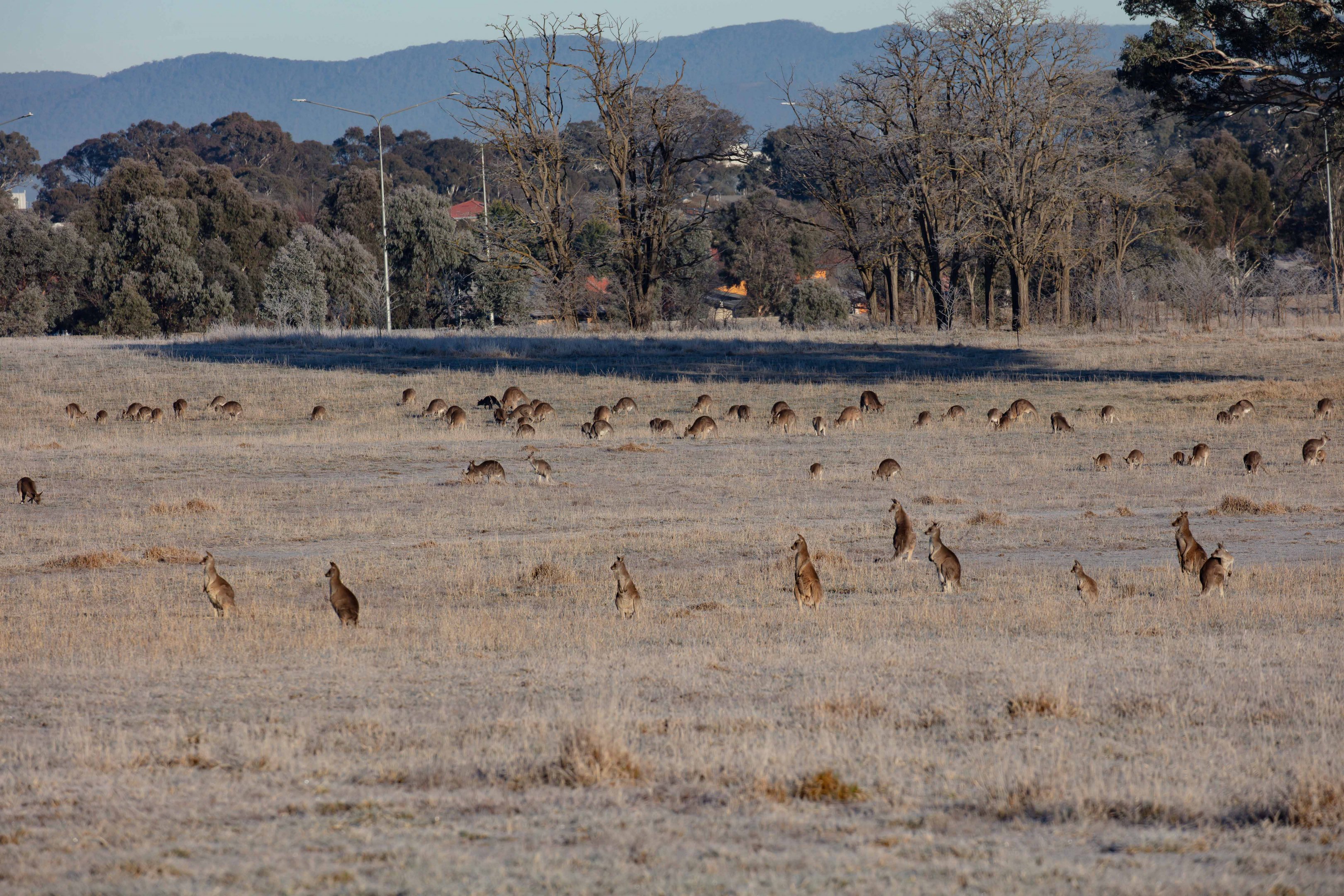 Eastern Grey Kangaroos