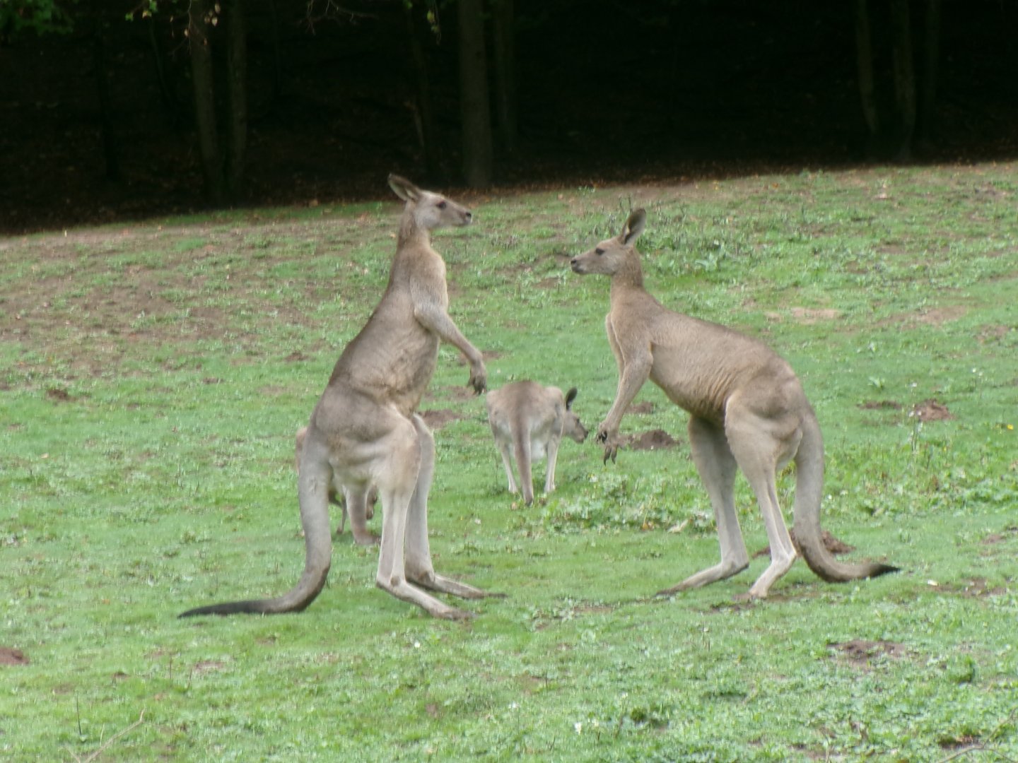 Eastern grey kangaroos